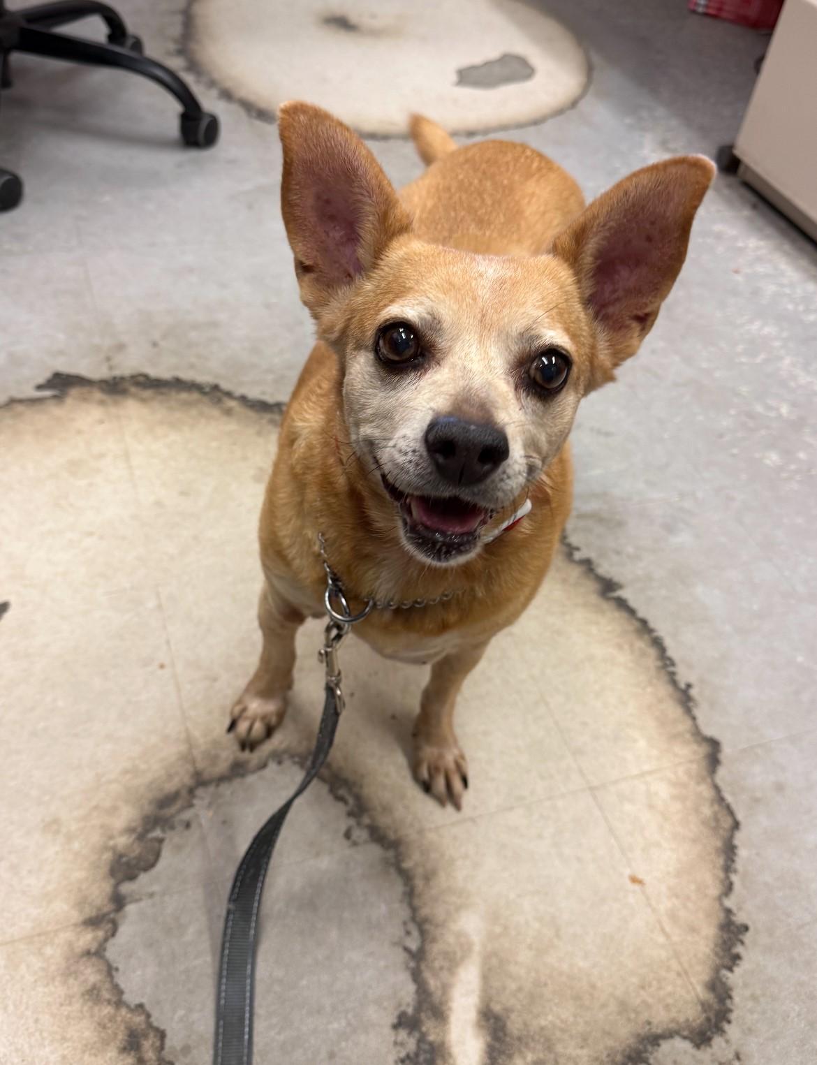 Enlarge Skye, a Adopted mixed breed in East Northport, NY image 1/2