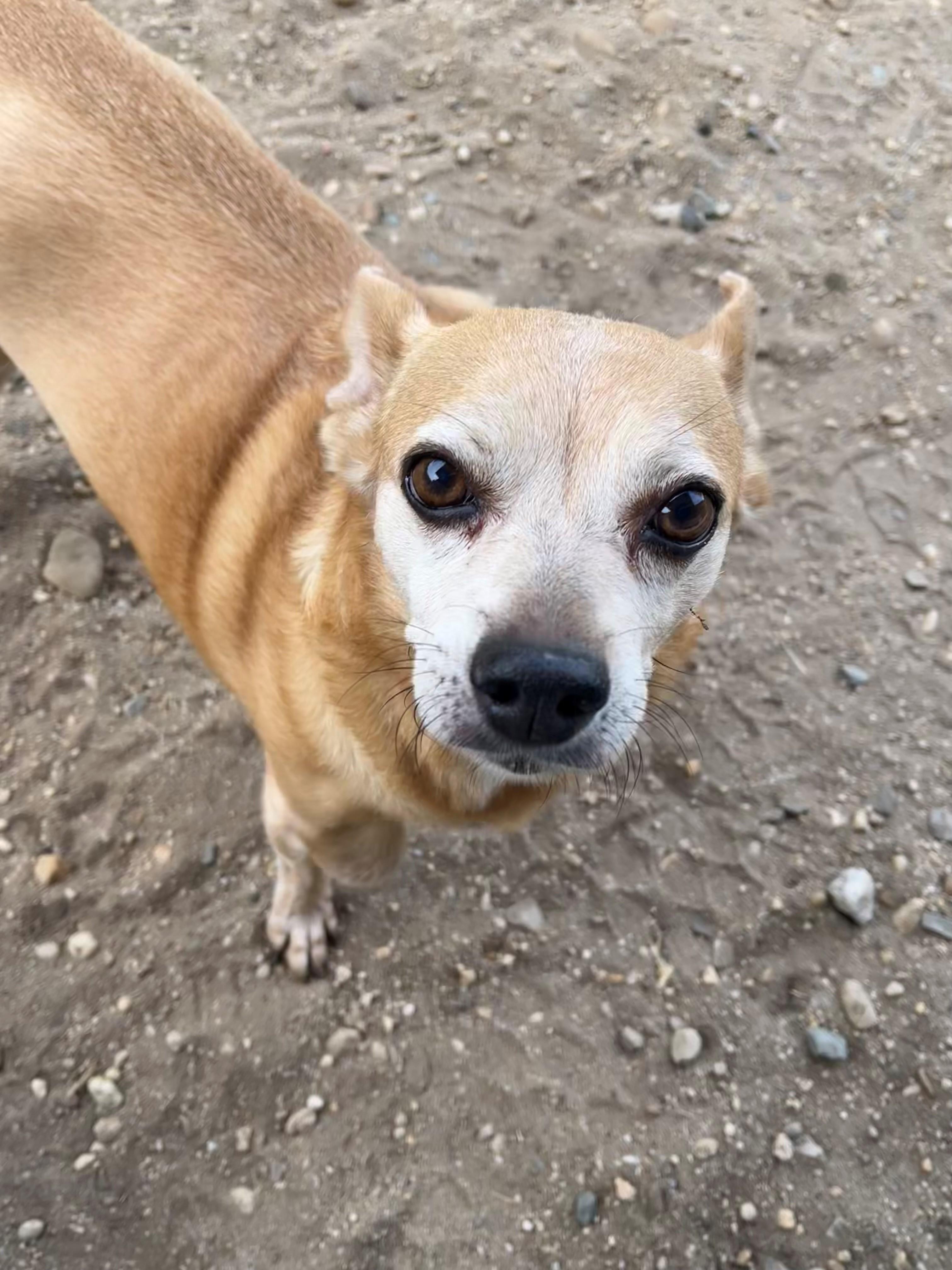 Enlarge Skye, a Adopted mixed breed in East Northport, NY image 2/2