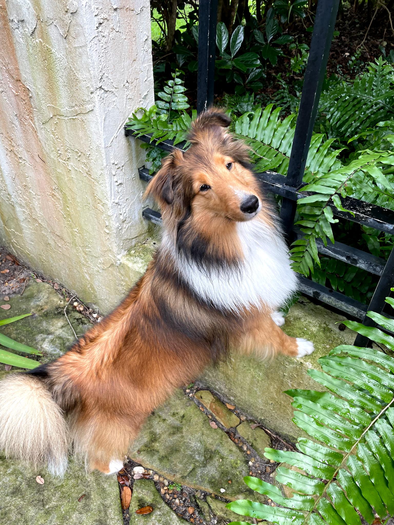Xena, Adoptable, Young Female Shetland Sheepdog / Sheltie.
