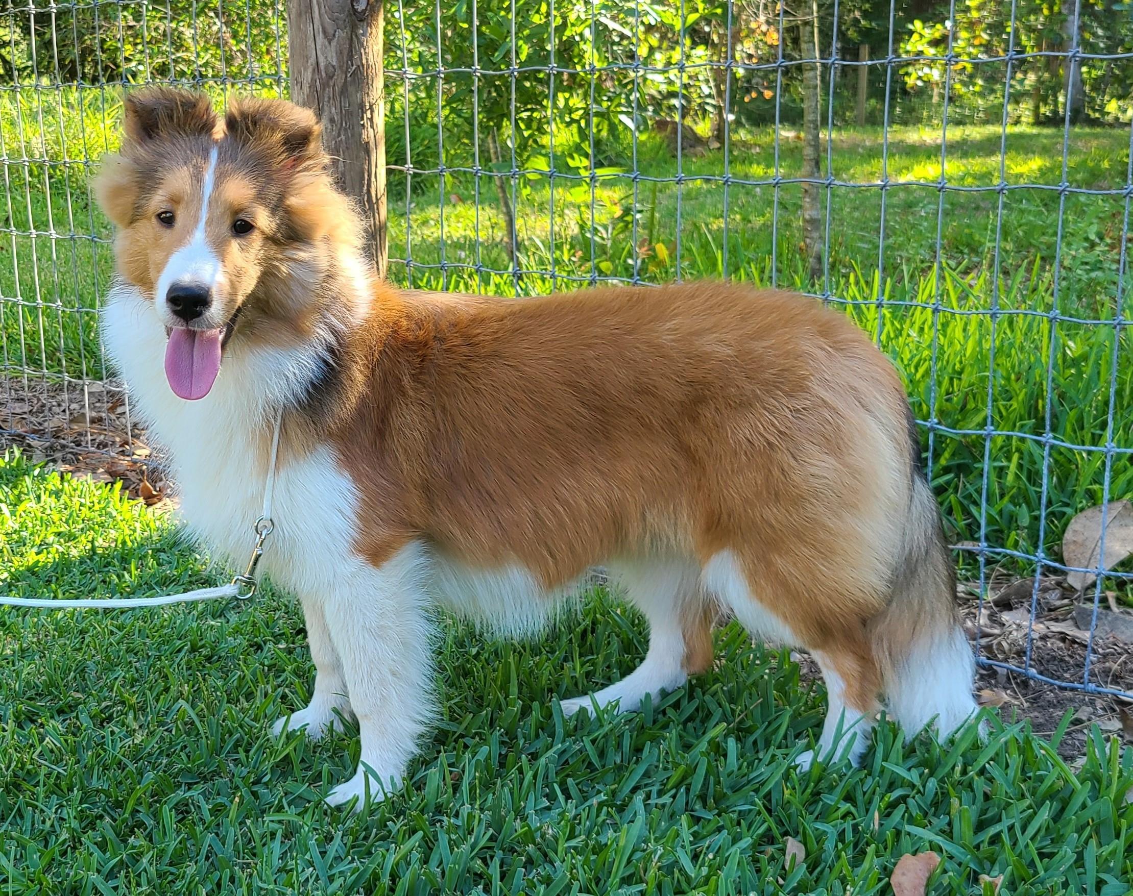 Enlarge Xena, a Adoptable Shetland Sheepdog / Sheltie in Palm Bay, FL image 3/3