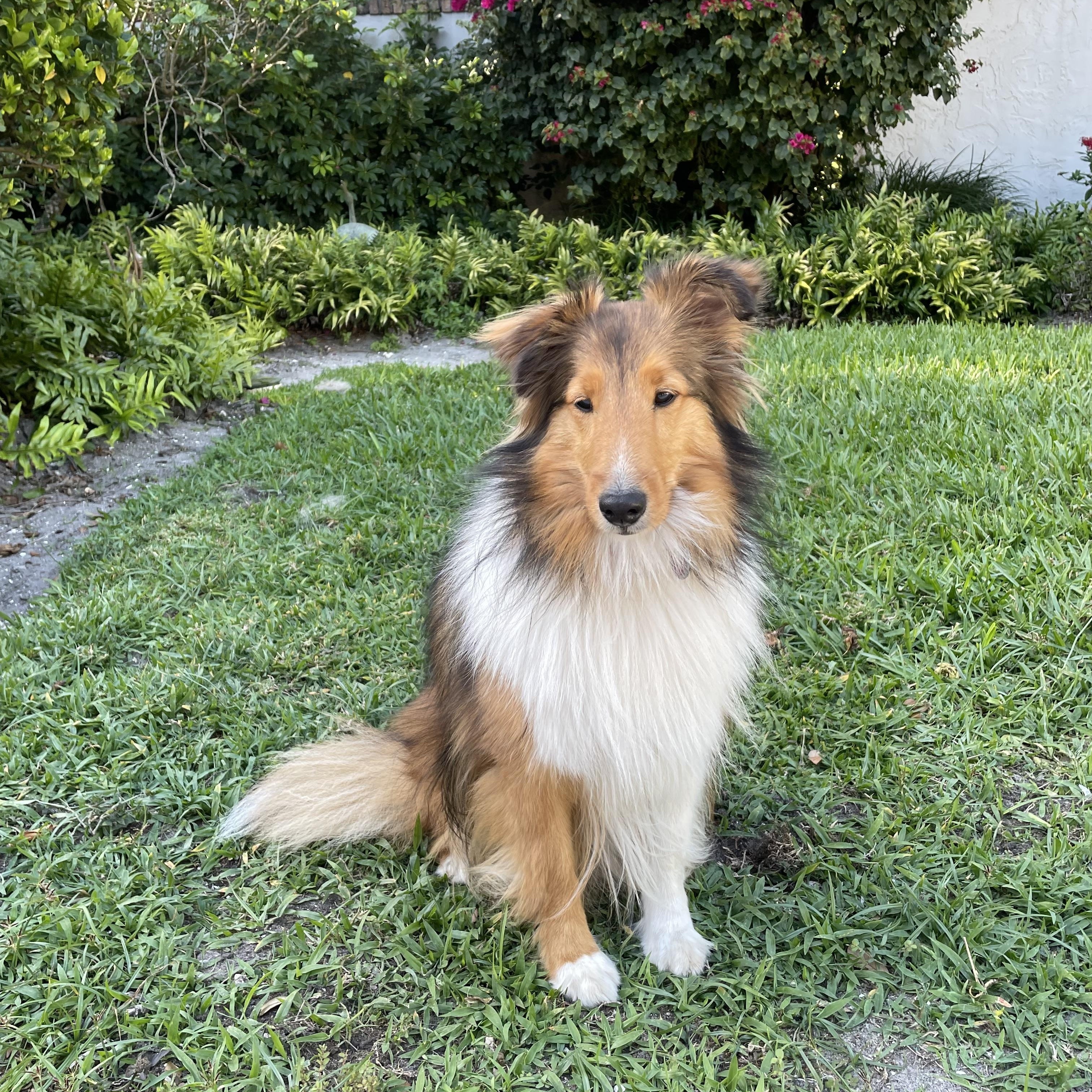 Enlarge Xena, a Adoptable Shetland Sheepdog / Sheltie in Palm Bay, FL image 2/3