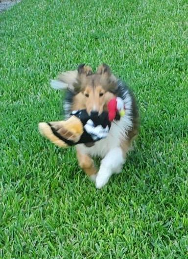 Enlarge Xena, a Adoptable Shetland Sheepdog / Sheltie in Palm Bay, FL image 3/3