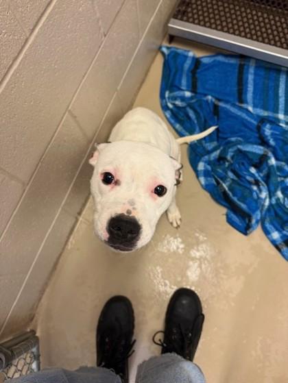 Enlarge Angel, a Adoptable mixed breed in South Bend, IN image 1/1