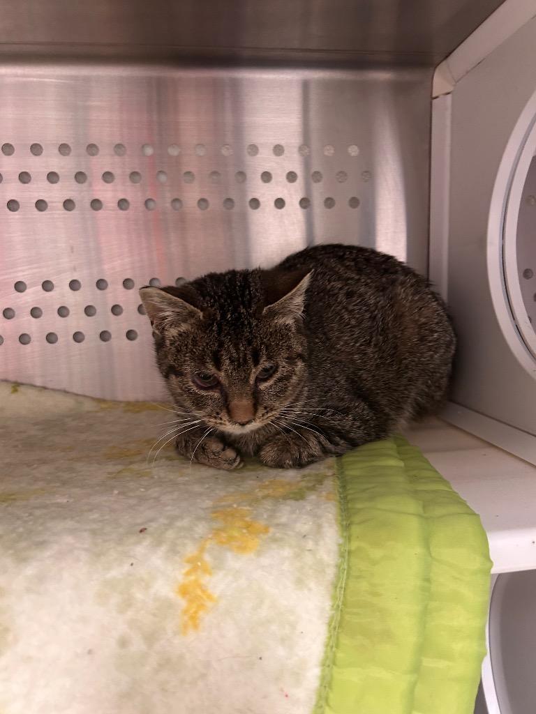 Wilma, Adoptable, Young Female Domestic Short Hair.