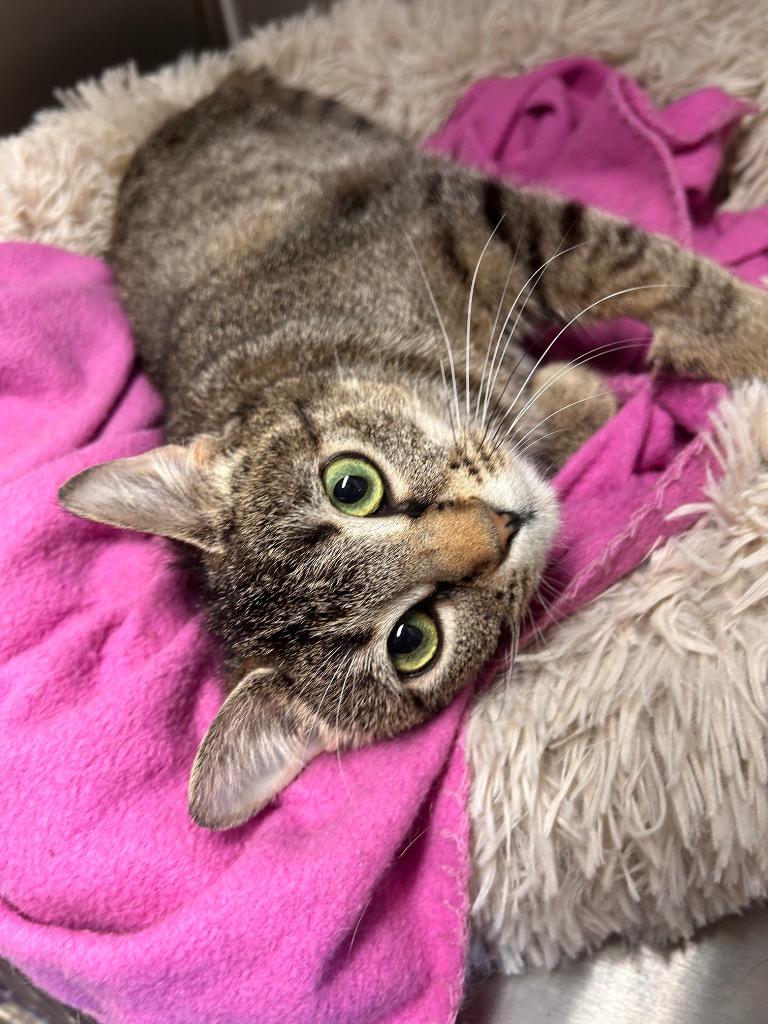 Enlarge Wilma, a Adoptable mixed breed in Minot, ND image 2/2