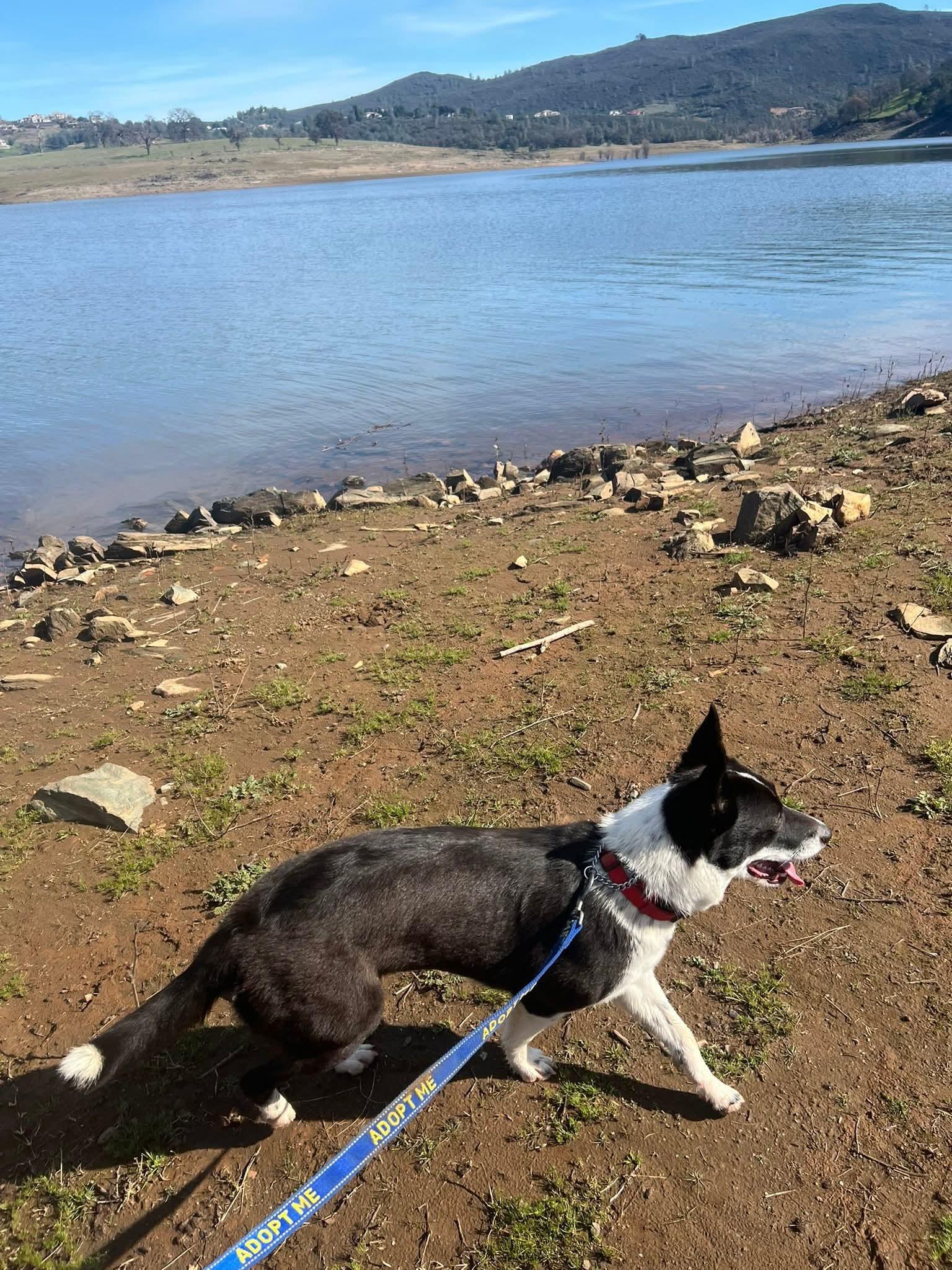 Enlarge 26Rose, a ADOPTABLE mixed breed in Shingle Springs, CA image 3/4
