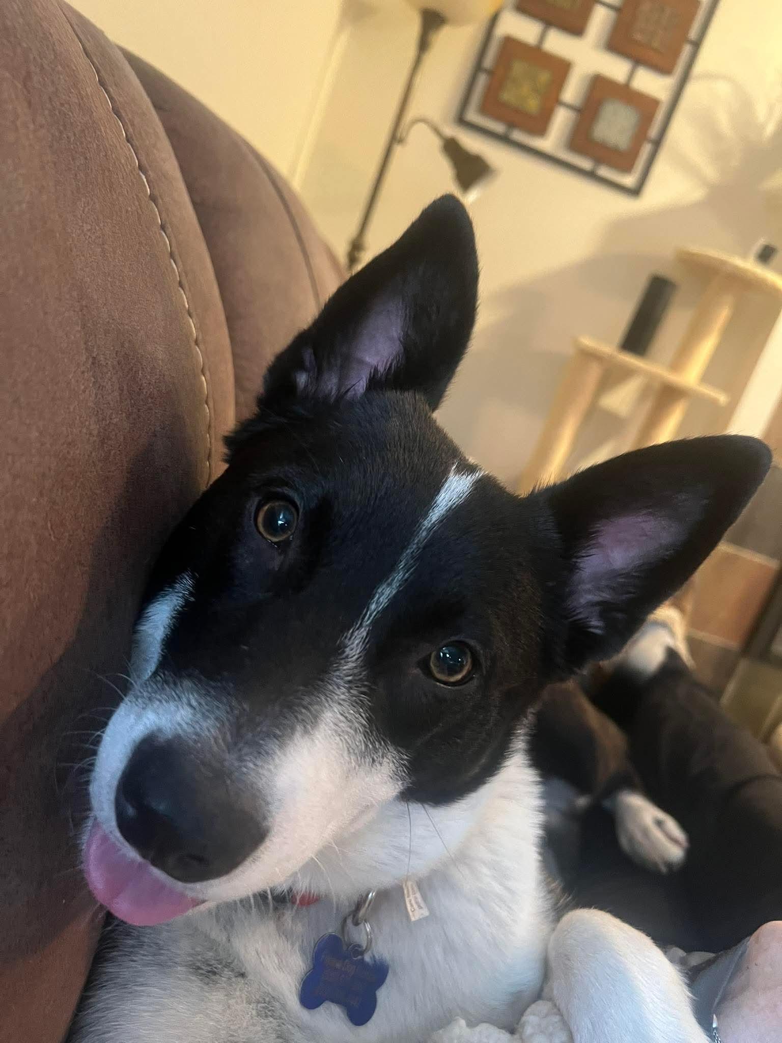 Enlarge 26Rose, a ADOPTABLE mixed breed in Shingle Springs, CA image 2/4