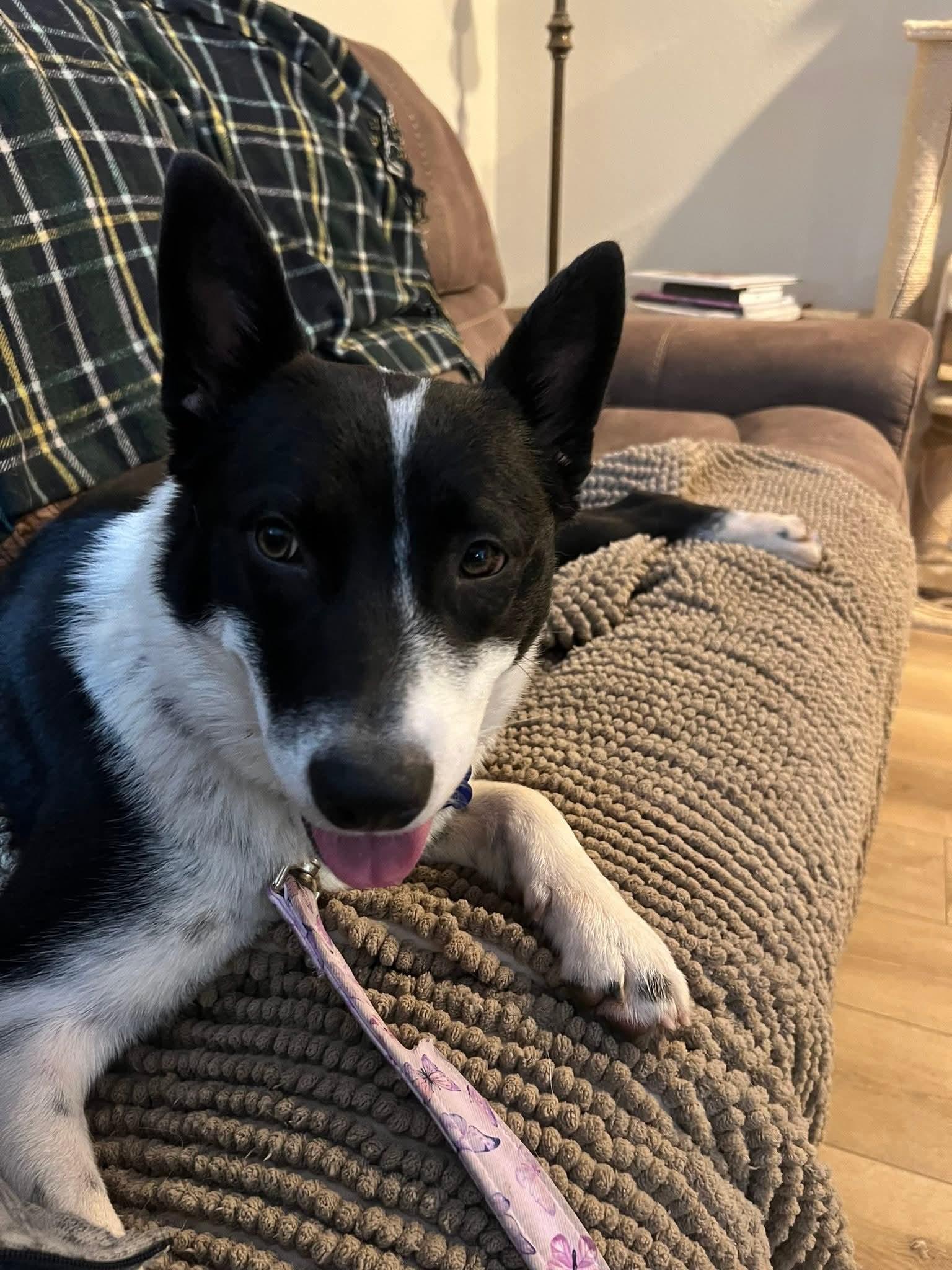 Enlarge 26Rose, a ADOPTABLE mixed breed in Shingle Springs, CA image 4/4