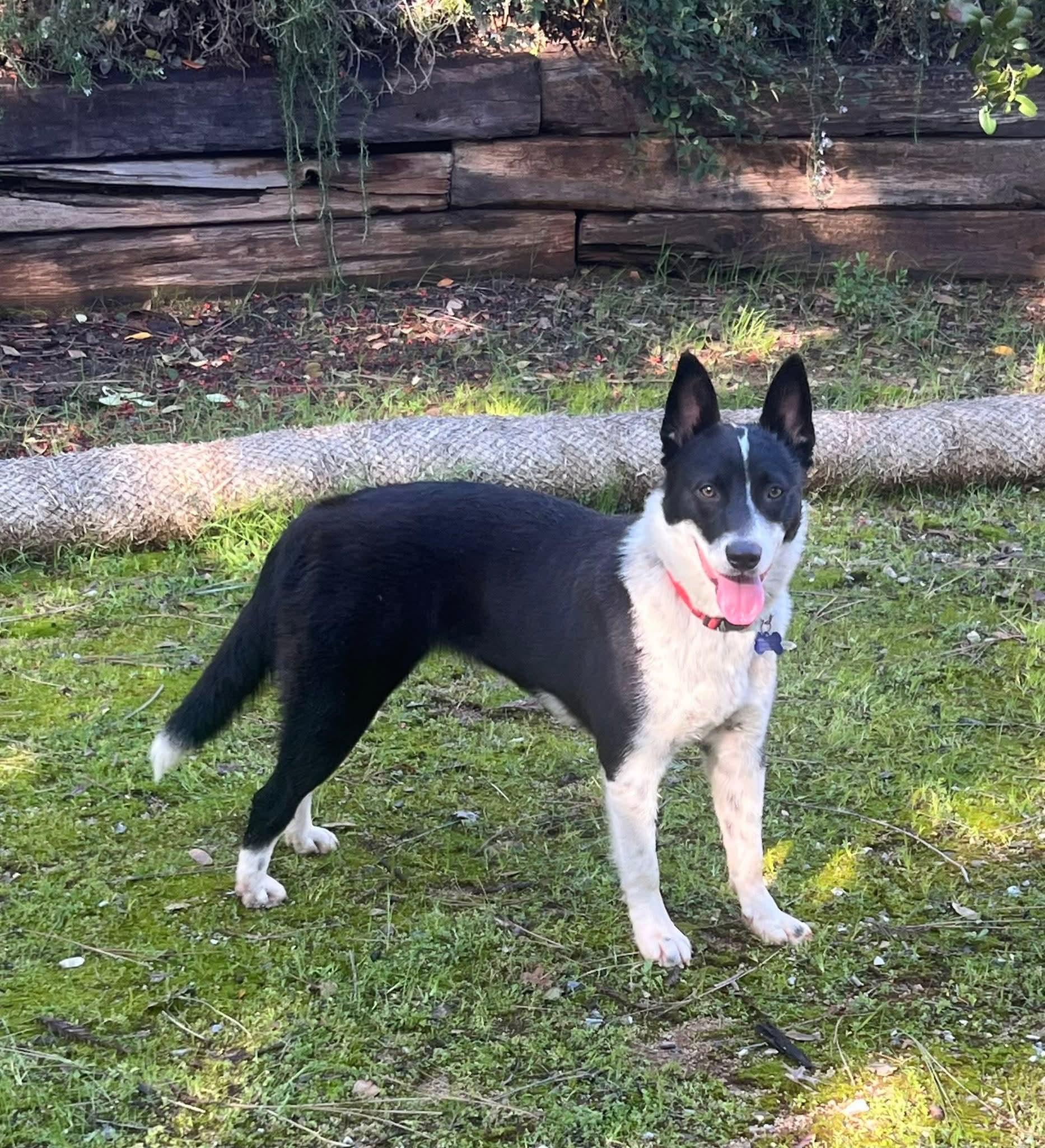 26Rose, ADOPTABLE, Adult Female Border Collie.