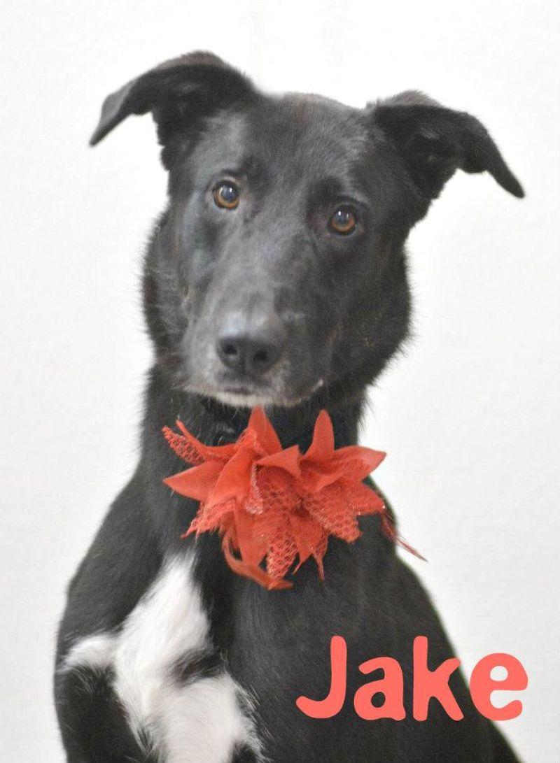 Enlarge Jake, a Adoptable mixed breed in Lake Havasu City, AZ image 1/1