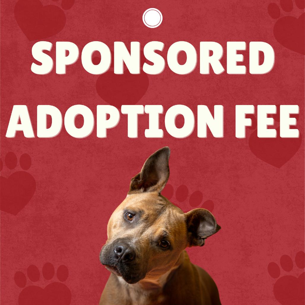 Xena, Adoptable, Adult Female Mixed Breed.