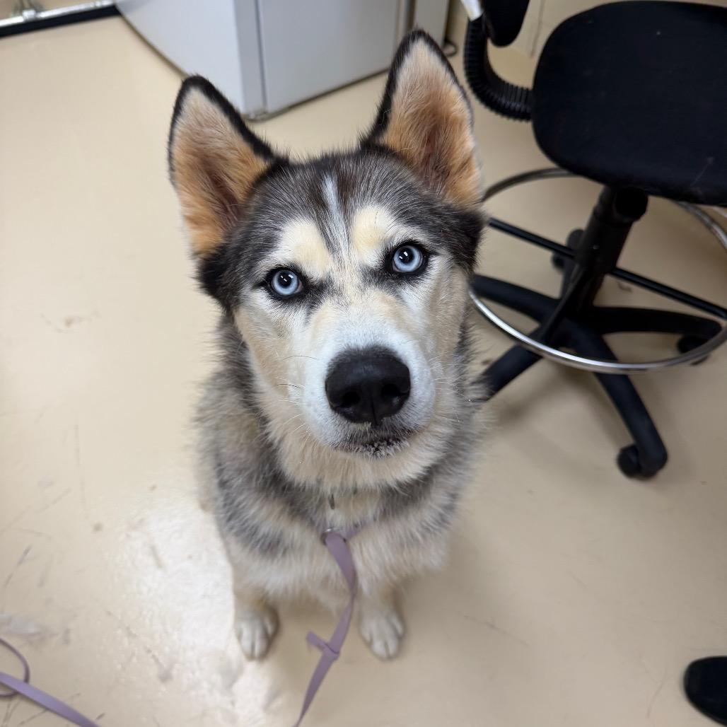 Enlarge Xena, a Adoptable Mixed Breed in Winston-Salem, NC image 2/6
