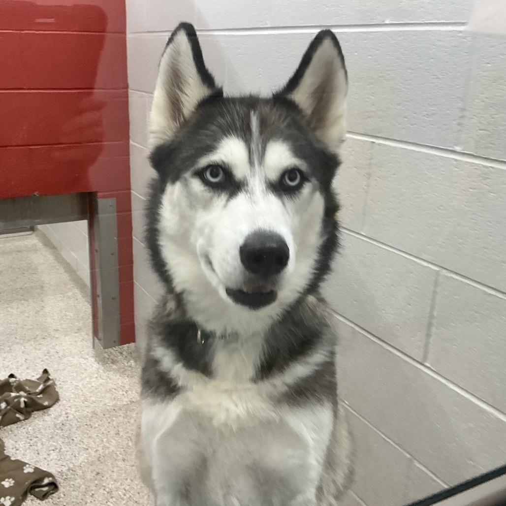 Enlarge Xena, a Adoptable Mixed Breed in Winston-Salem, NC image 3/6