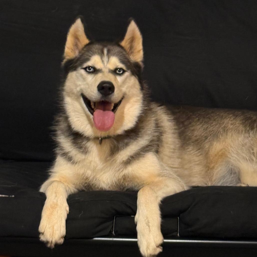 Enlarge Xena, a Adoptable Mixed Breed in Winston-Salem, NC image 5/6