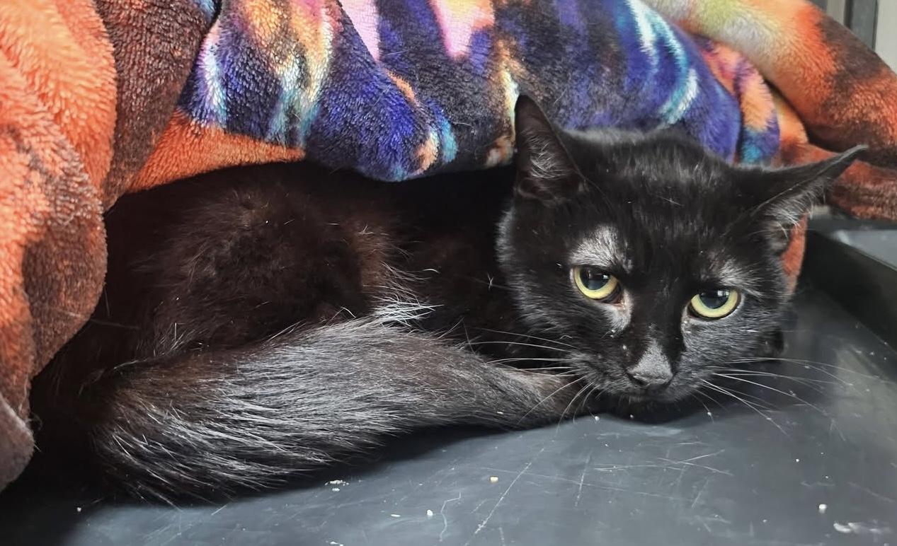 Yodels, a ADOPTABLE Domestic Medium Hair in Breinigsville, PA image 2/2