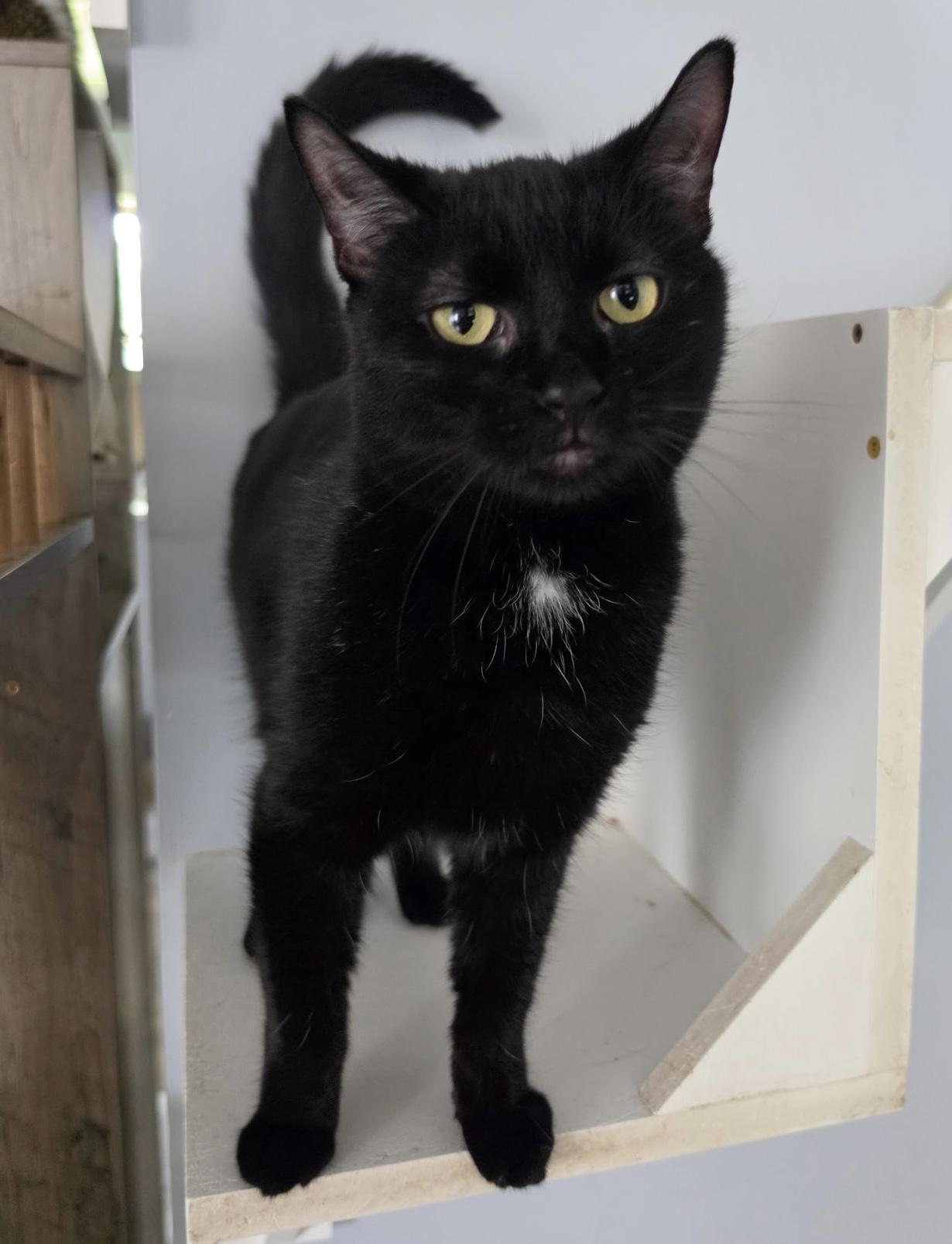 Enlarge Yodels, a Adoptable Domestic Medium Hair in Breinigsville, PA image 1/1