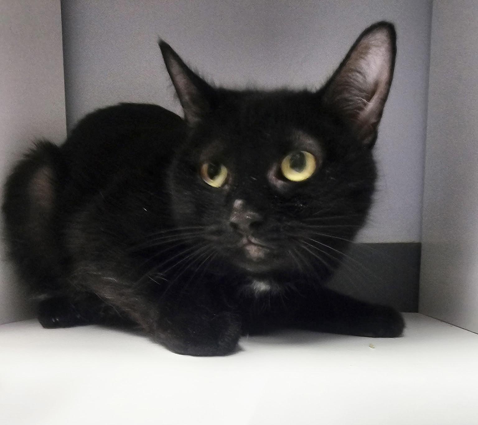 Yodels, a ADOPTABLE Domestic Medium Hair in Breinigsville, PA image 1/2
