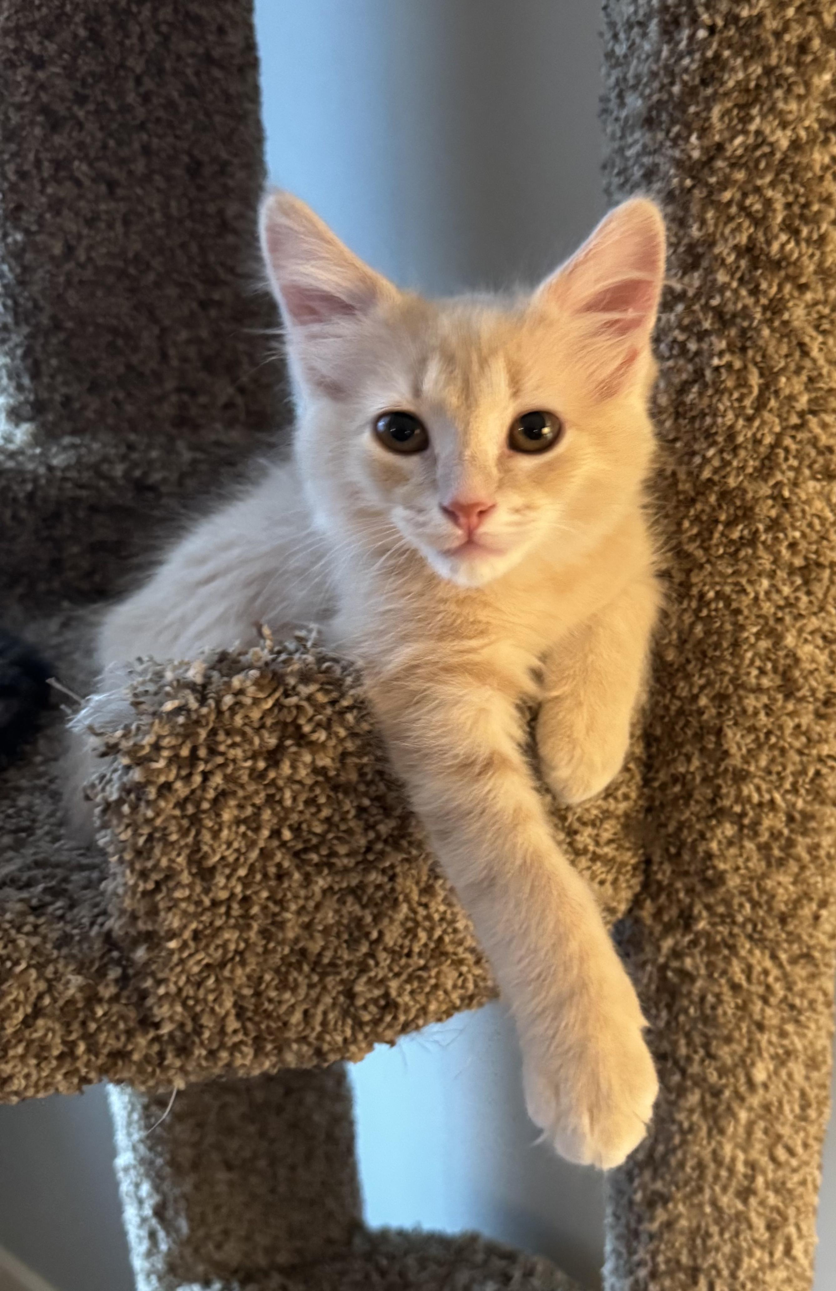 Enlarge Lug Nut (siblings are Spark Plug and Chassis), a ADOPTABLE Domestic Short Hair in Brighton, MI image 2/3