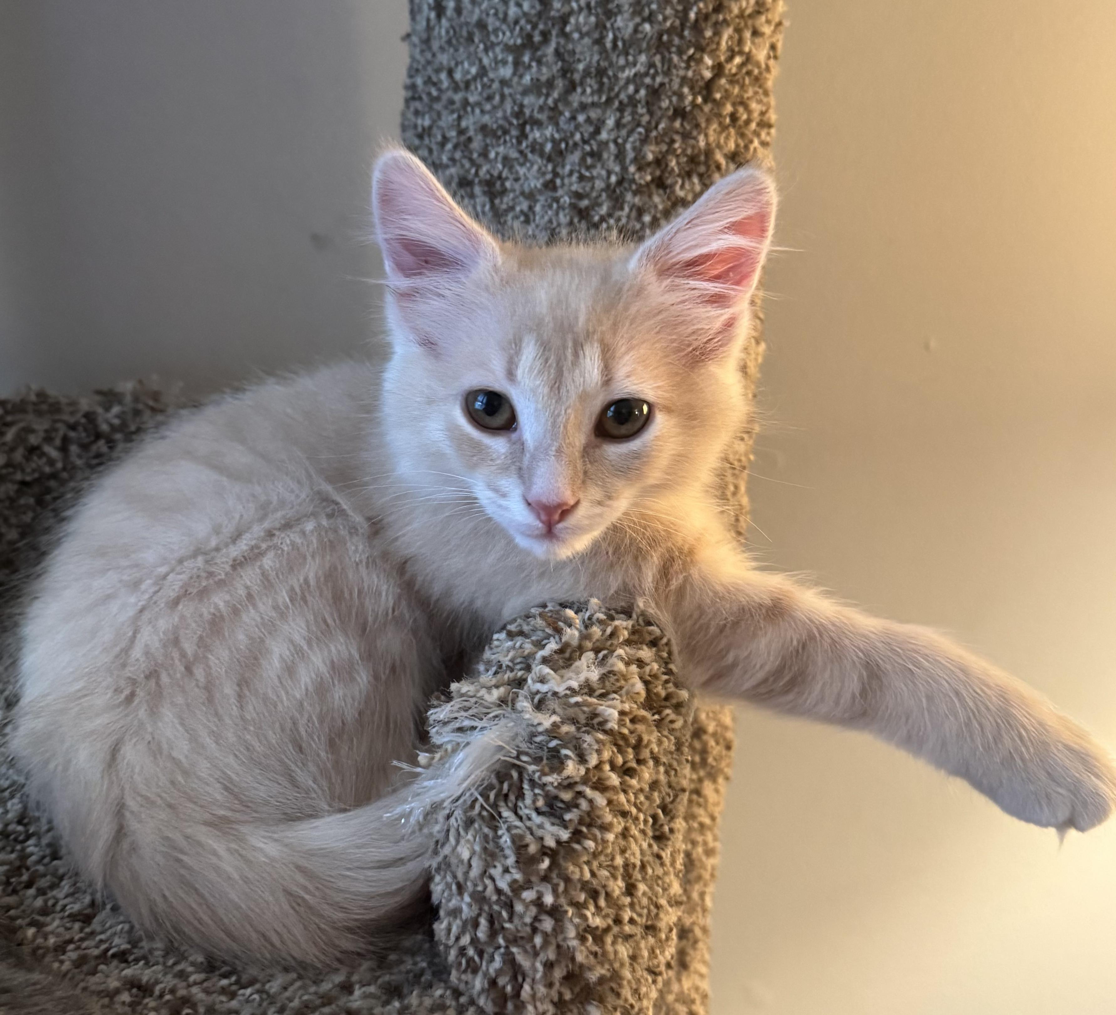 Enlarge Lug Nut (siblings are Spark Plug and Chassis), a ADOPTABLE Domestic Short Hair in Brighton, MI image 1/3