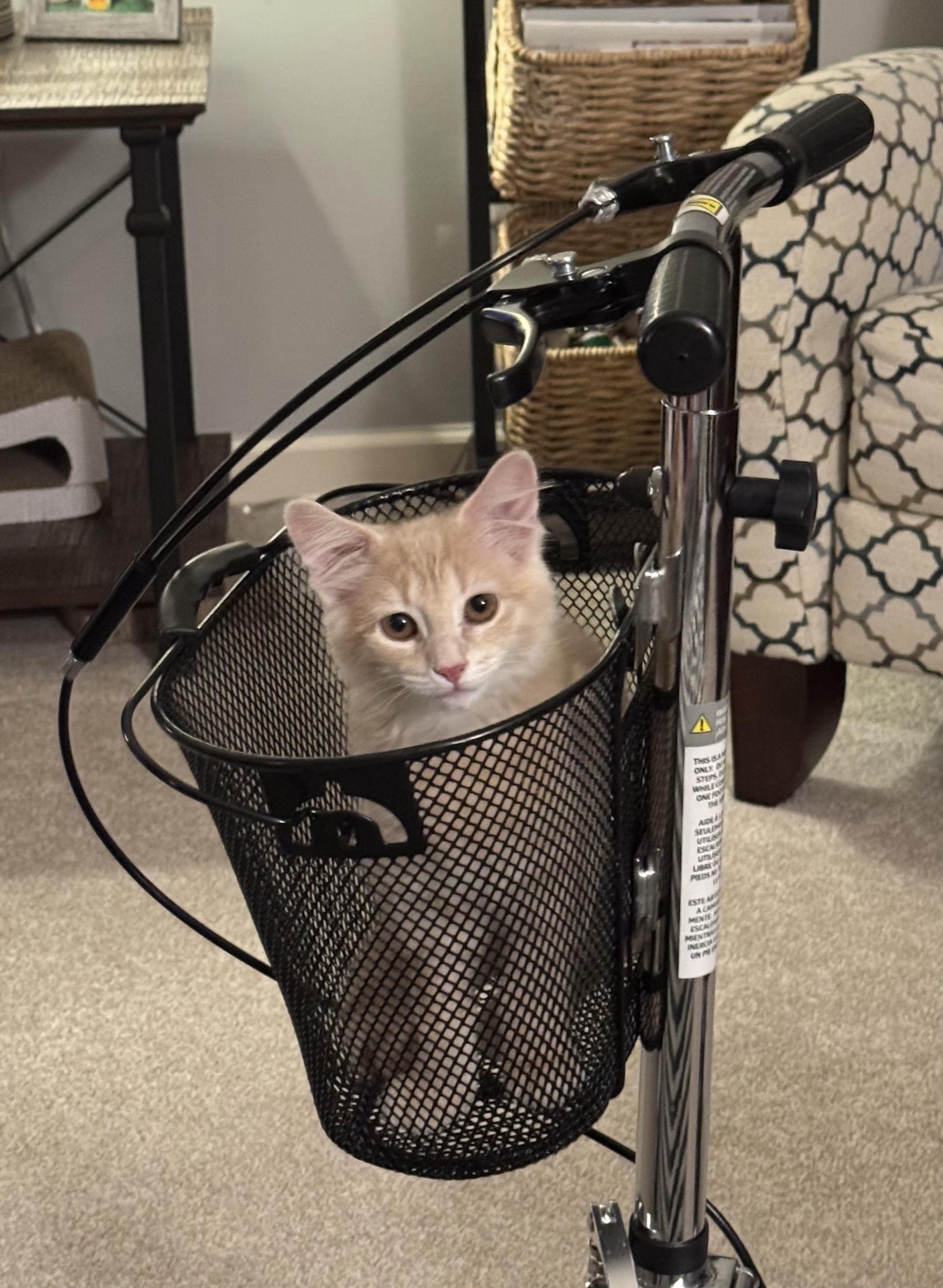 Enlarge Lug Nut (siblings are Spark Plug and Chassis), a ADOPTABLE Domestic Short Hair in Brighton, MI image 3/3