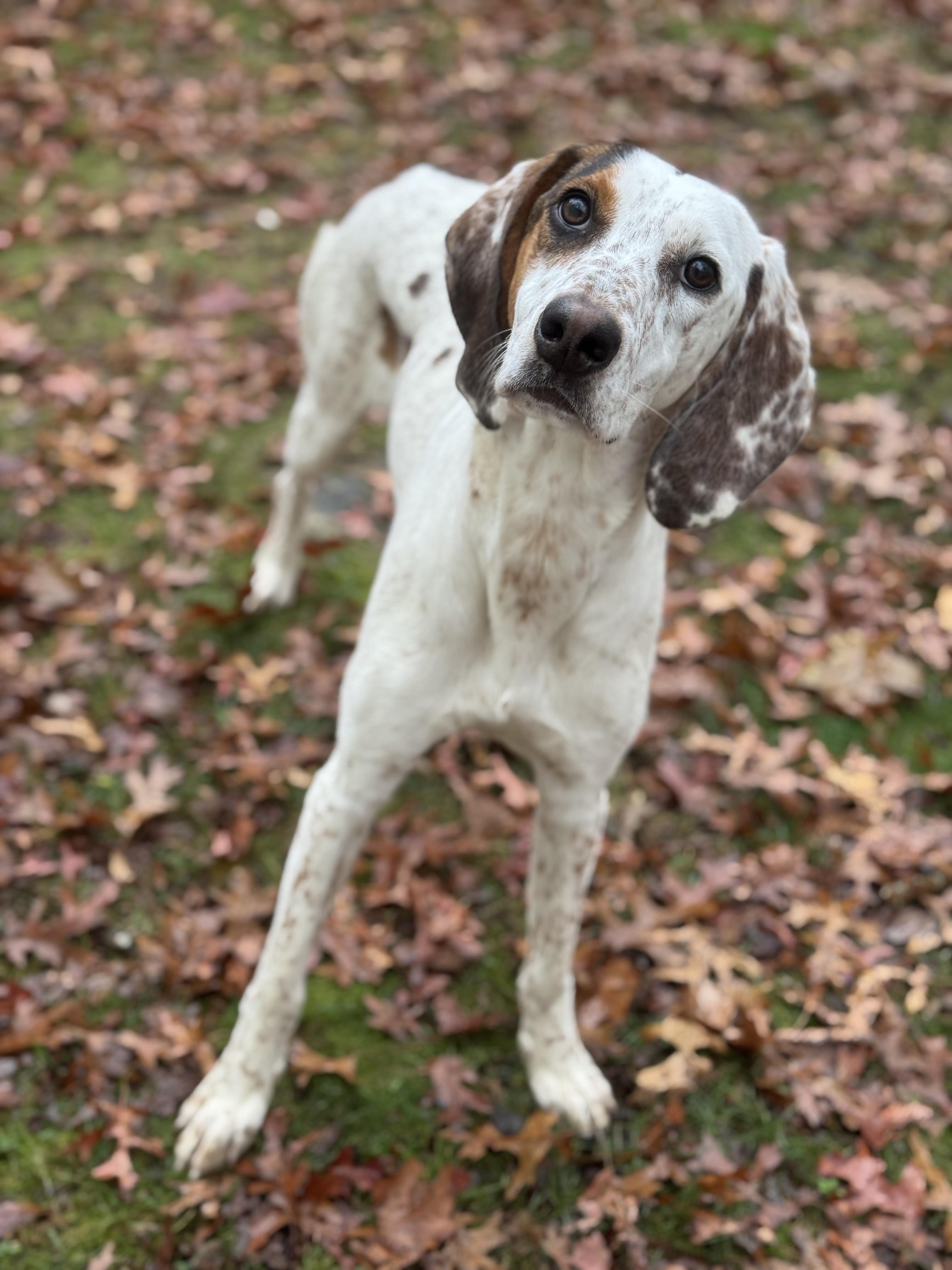 Tiffany, Adoptable, Adult Female Coonhound.