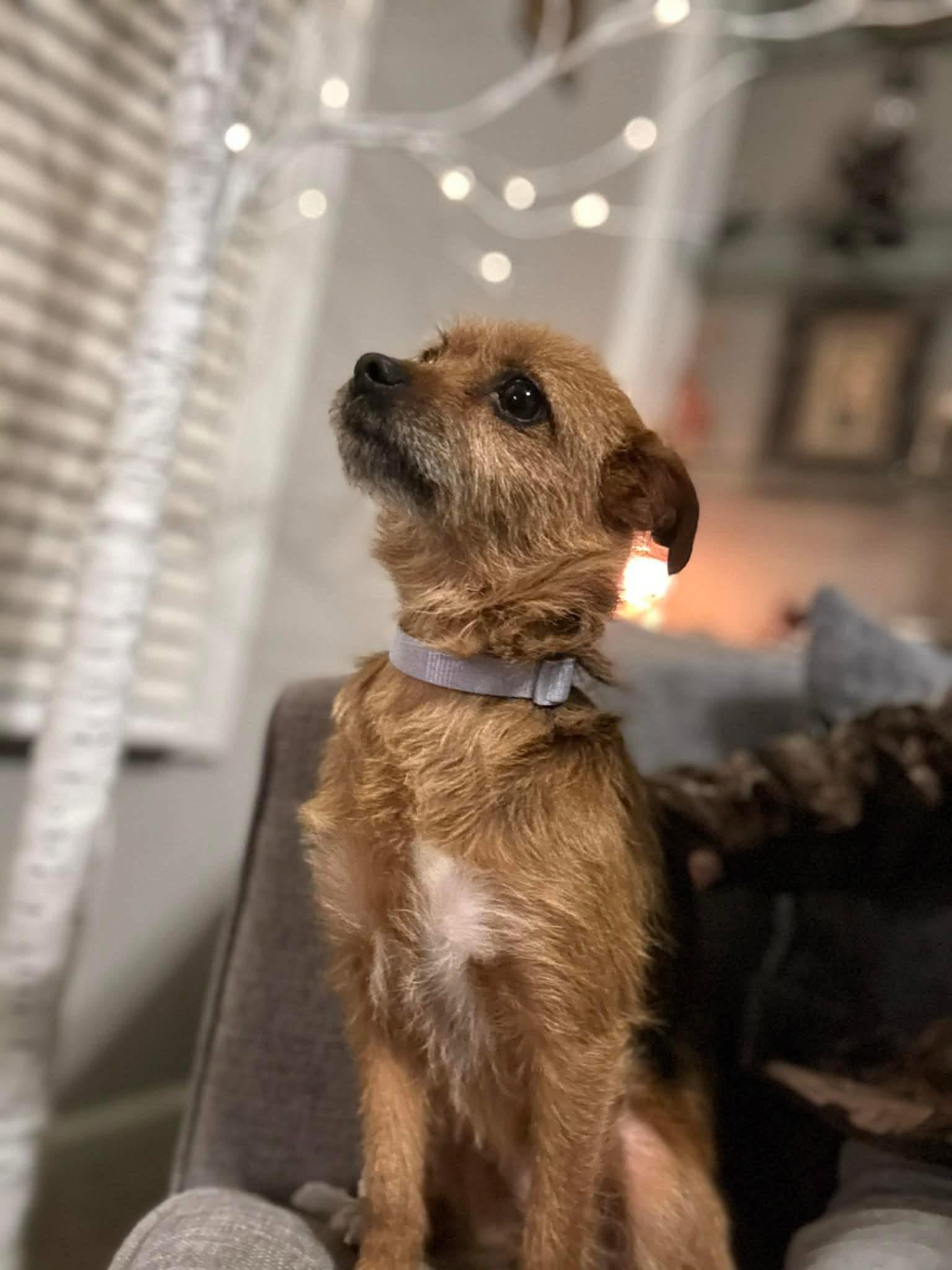 Enlarge Lottie , a ADOPTABLE mixed breed in Yorktown, VA image 5/5