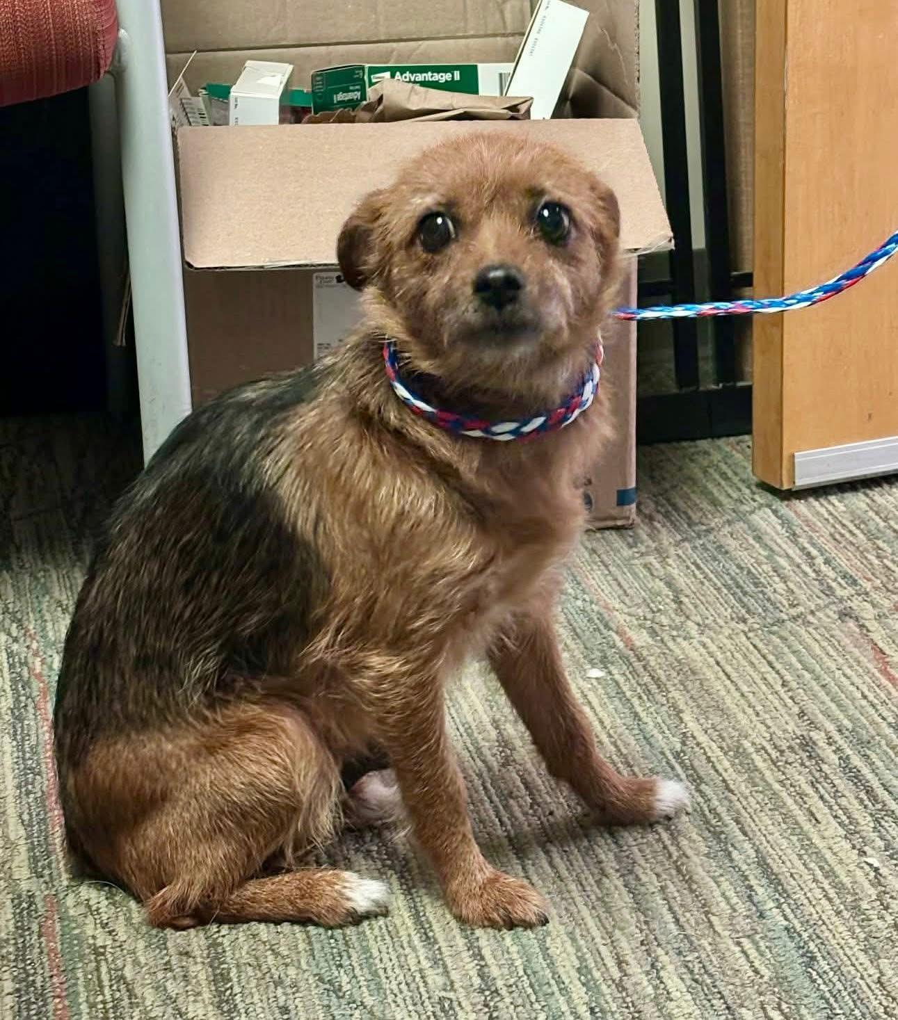 Enlarge Lottie , a ADOPTABLE mixed breed in Yorktown, VA image 3/5