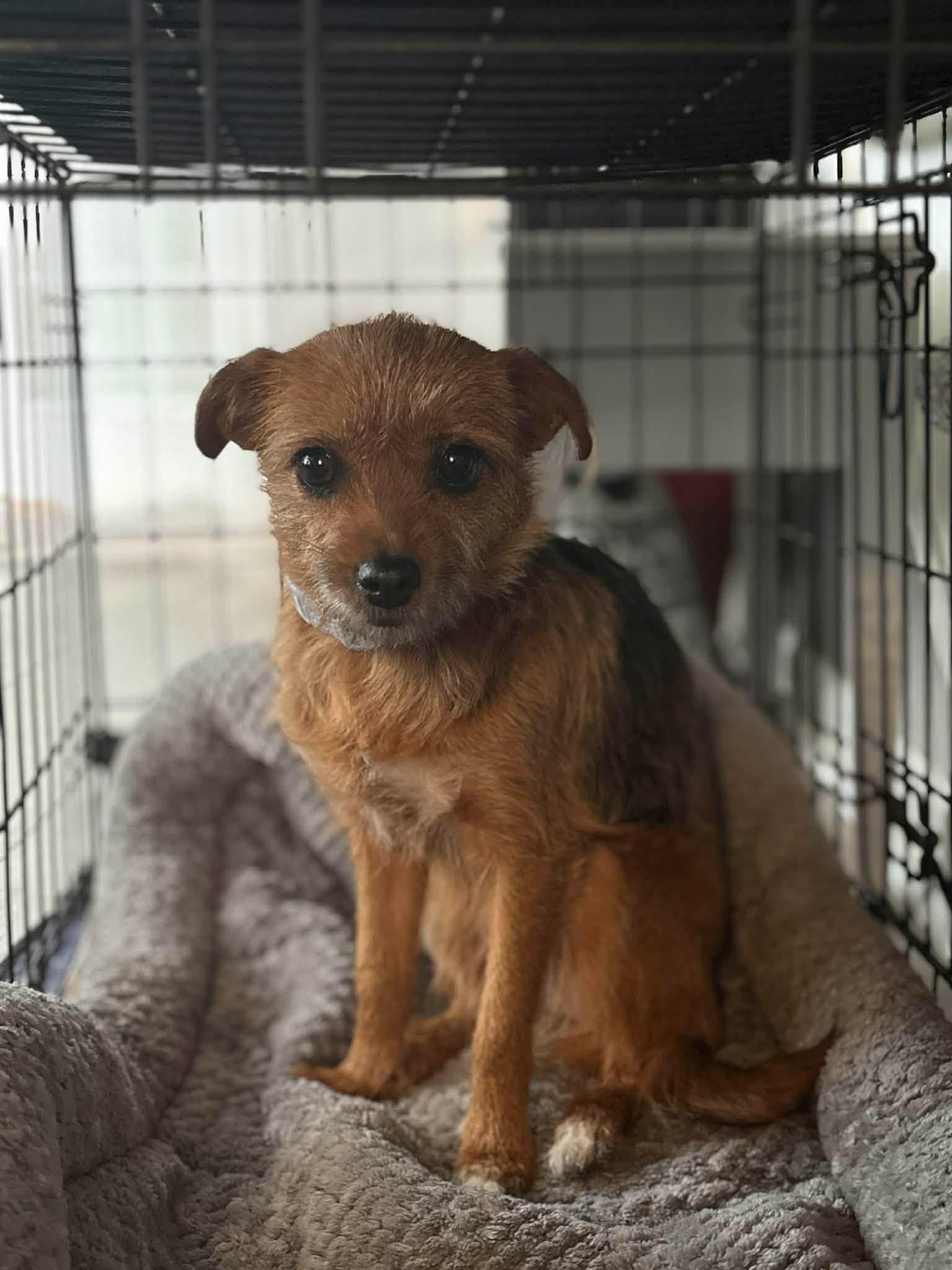 Enlarge Lottie , a ADOPTABLE mixed breed in Yorktown, VA image 4/5