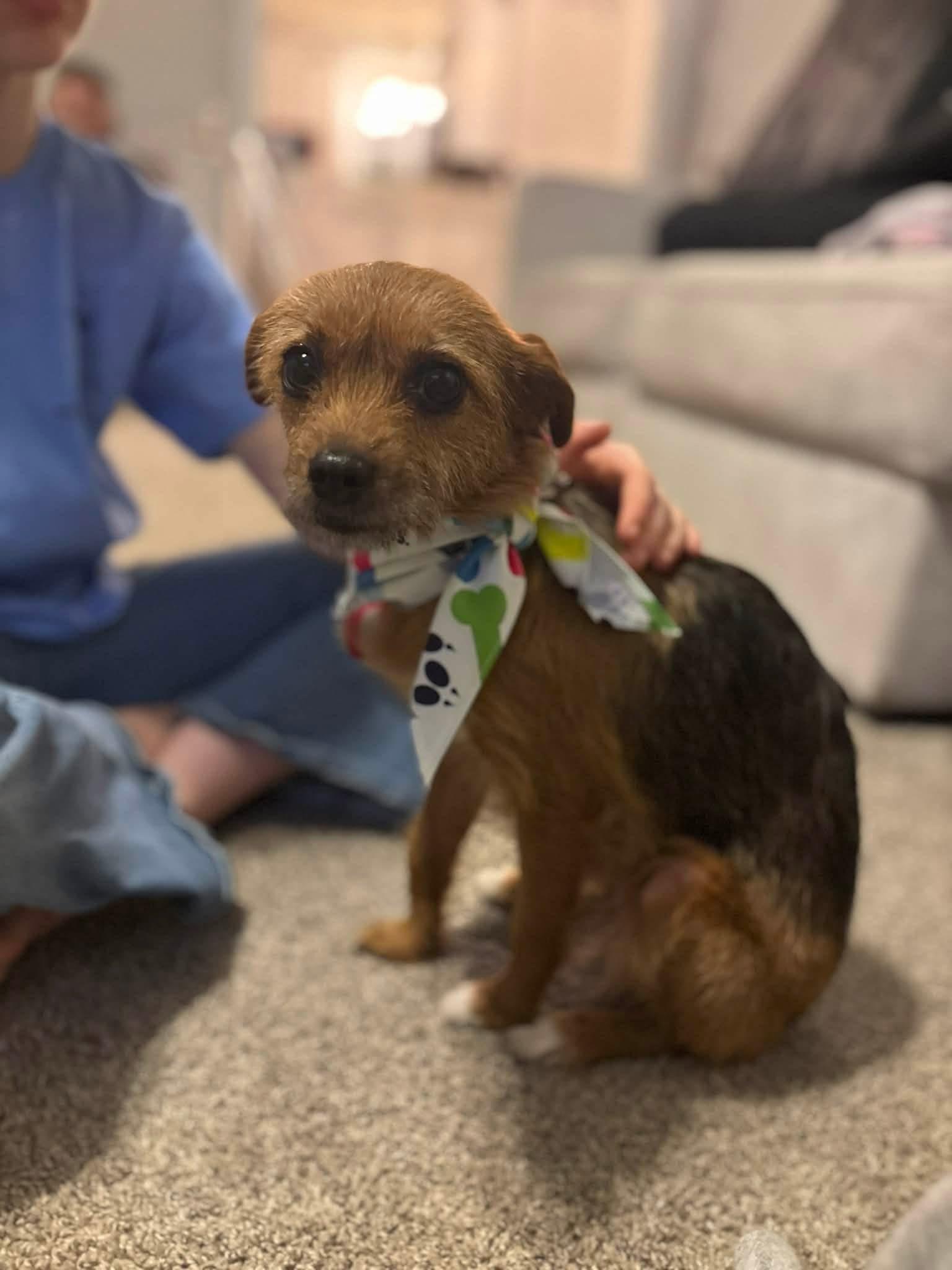 Enlarge Lottie , a ADOPTABLE mixed breed in Yorktown, VA image 1/5