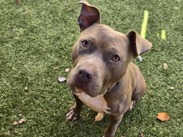 ZINA, Adoptable, Adult Female American Staffordshire Terrier.