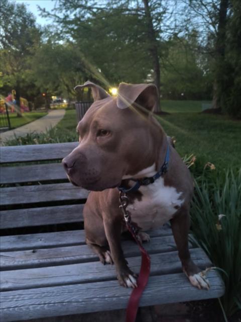 Enlarge ZINA, a Adoptable American Staffordshire Terrier in Derwood, MD image 1/1