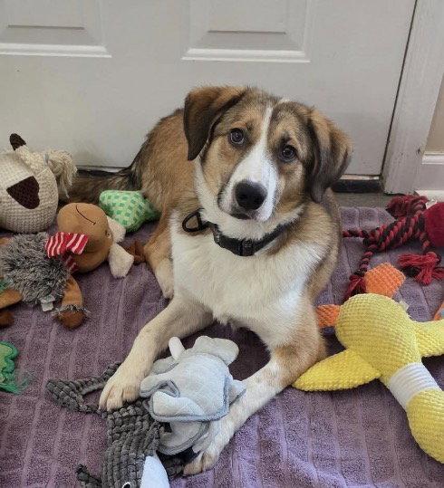 Enlarge Felix, a Adoptable Australian Shepherd in Winter Park, CO image 1/3