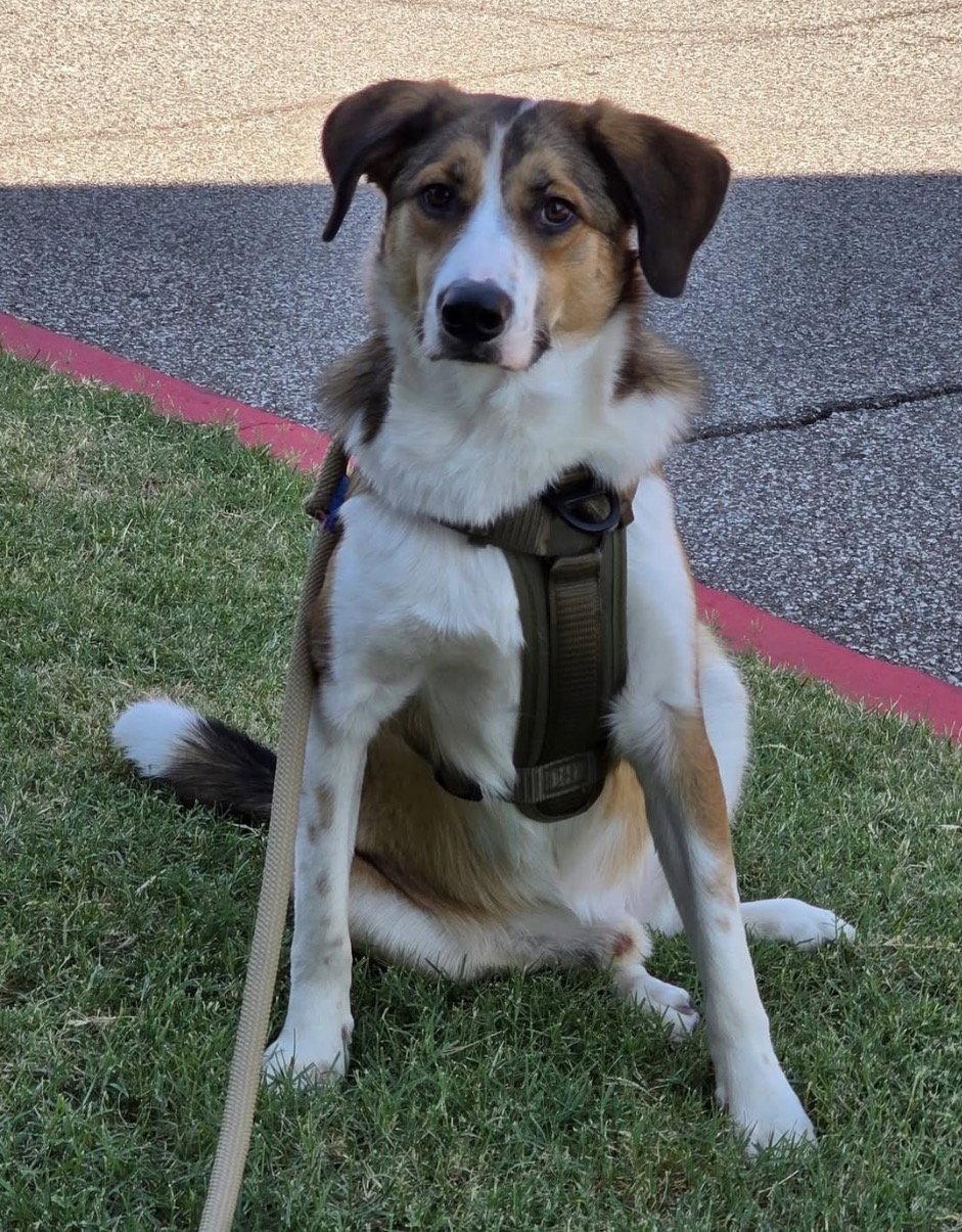 Enlarge Felix, a Adoptable Australian Shepherd in Winter Park, CO image 2/3