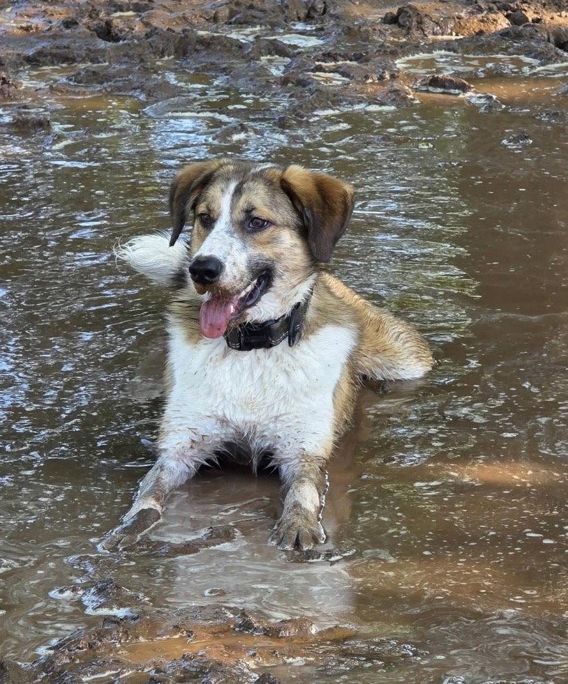 Enlarge Felix, a Adoptable Australian Shepherd in Winter Park, CO image 3/3