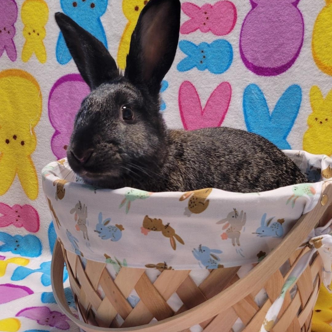 Enlarge Girlfriend, a Adoptable mixed breed in Seminary, MS image 3/4