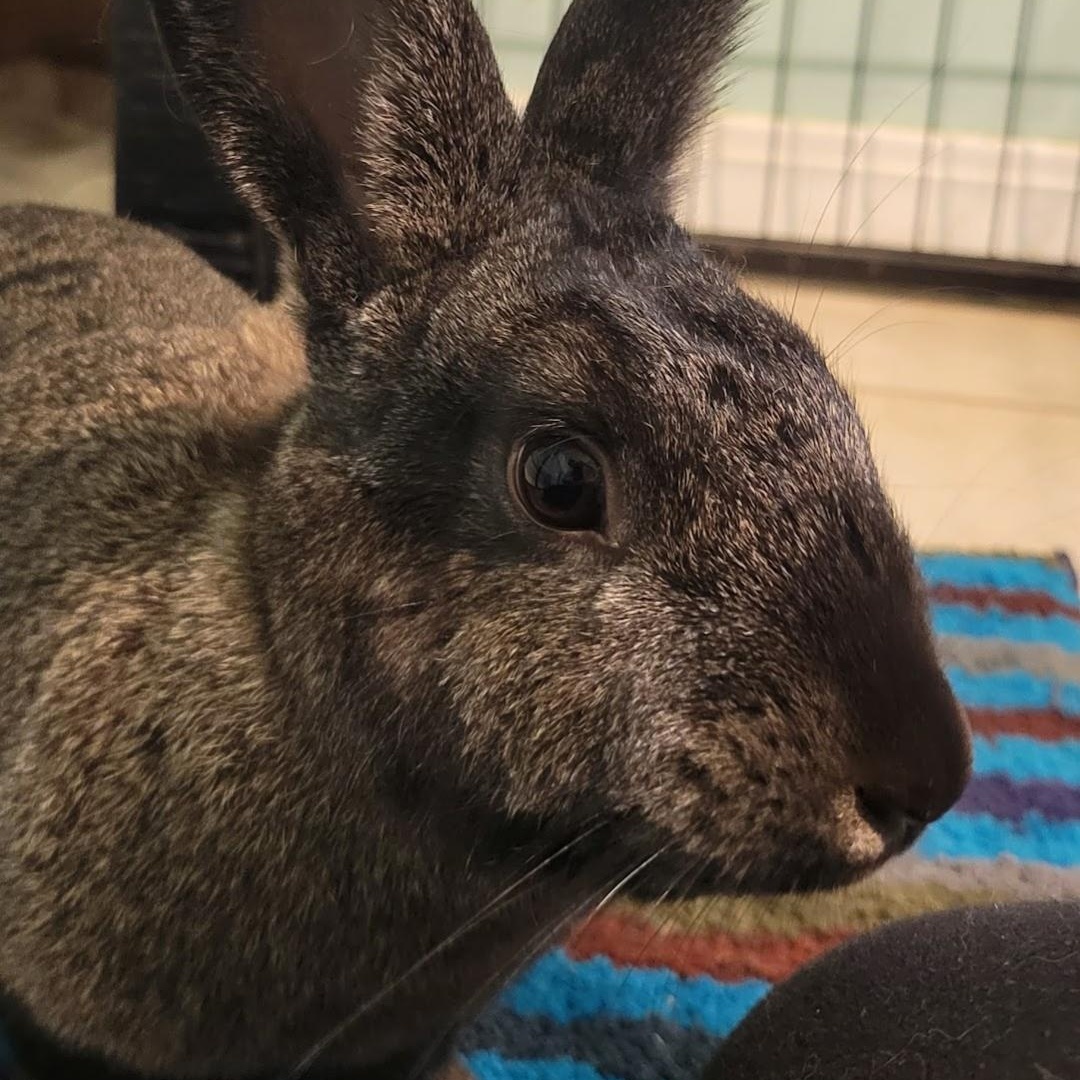 Enlarge Girlfriend, a Adoptable mixed breed in Seminary, MS image 2/4