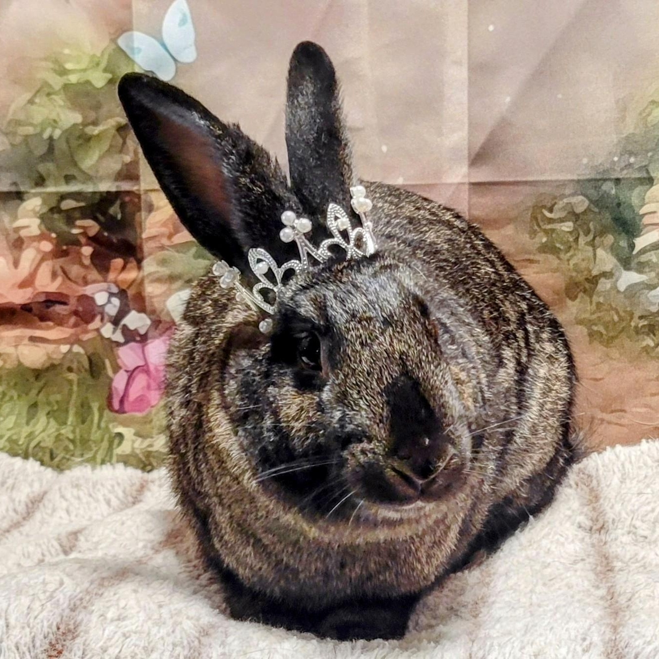 Girlfriend, Adoptable, Adult Female Silver Fox.