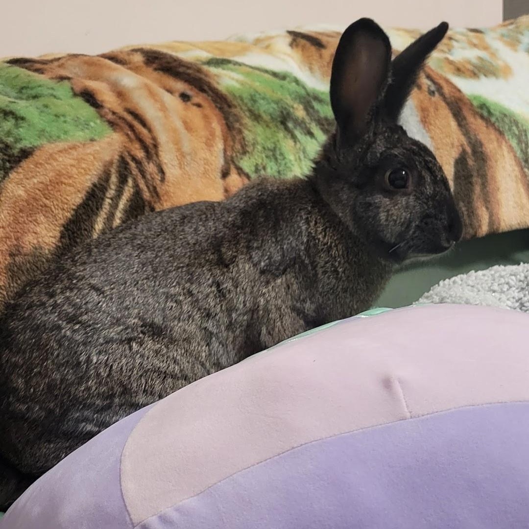 Enlarge Girlfriend, a Adoptable mixed breed in Seminary, MS image 4/4