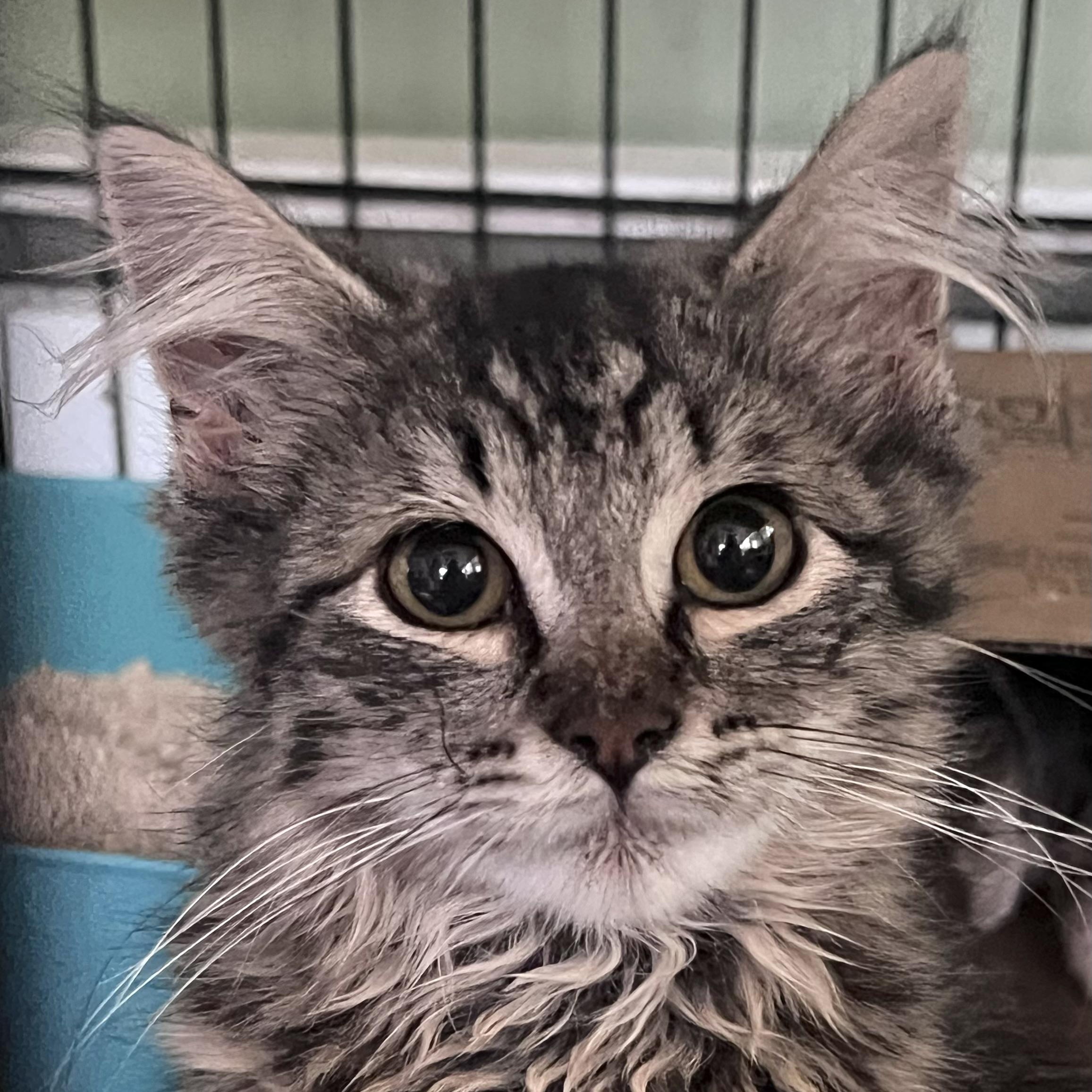 Murphy, adopted, Kitten Male Domestic Long Hair.