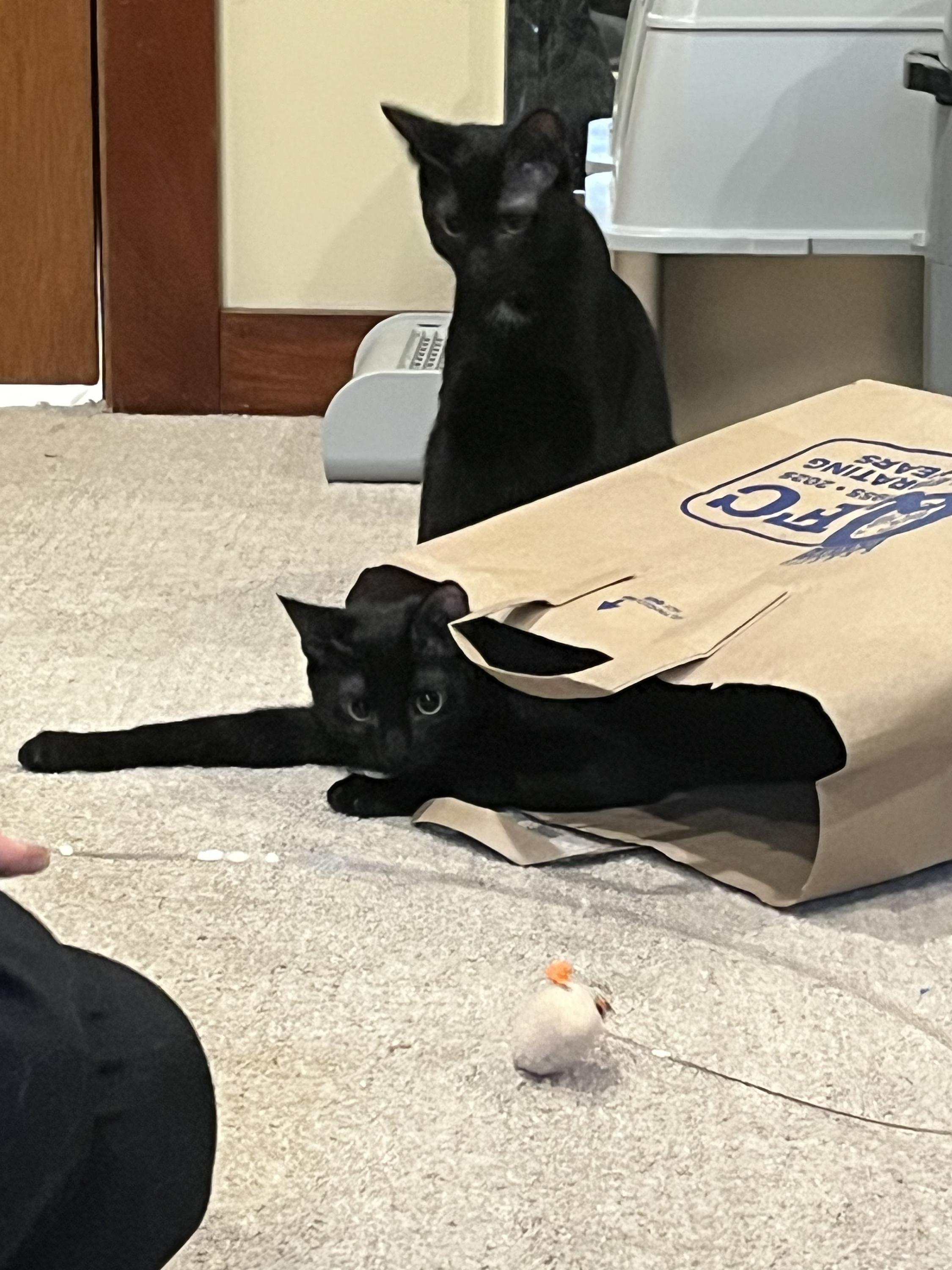 Enlarge Spooky and Lazy, an adopted Domestic Short Hair in Seattle, WA image 3/6