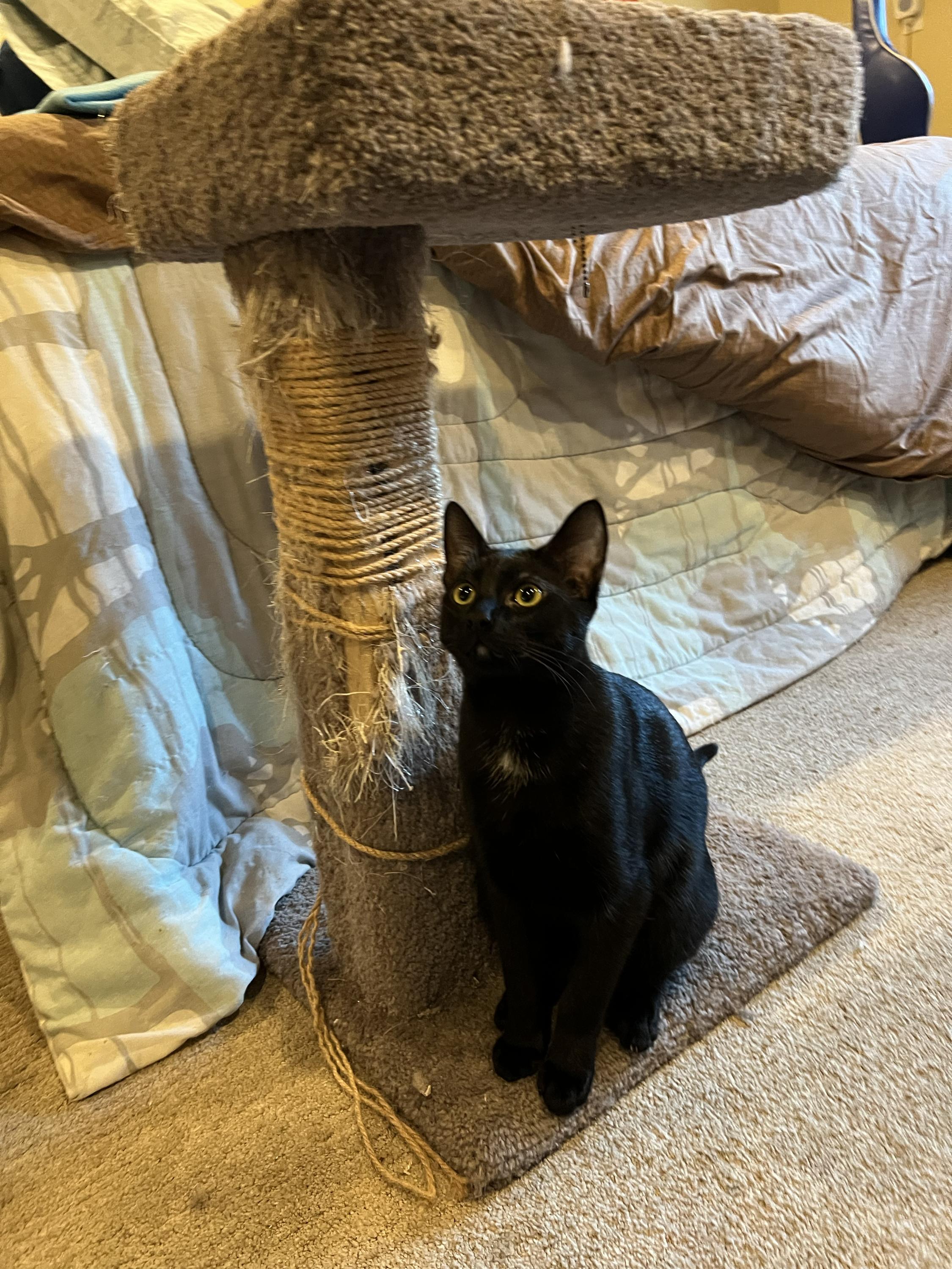 Enlarge Spooky and Lazy, an adopted Domestic Short Hair in Seattle, WA image 5/6