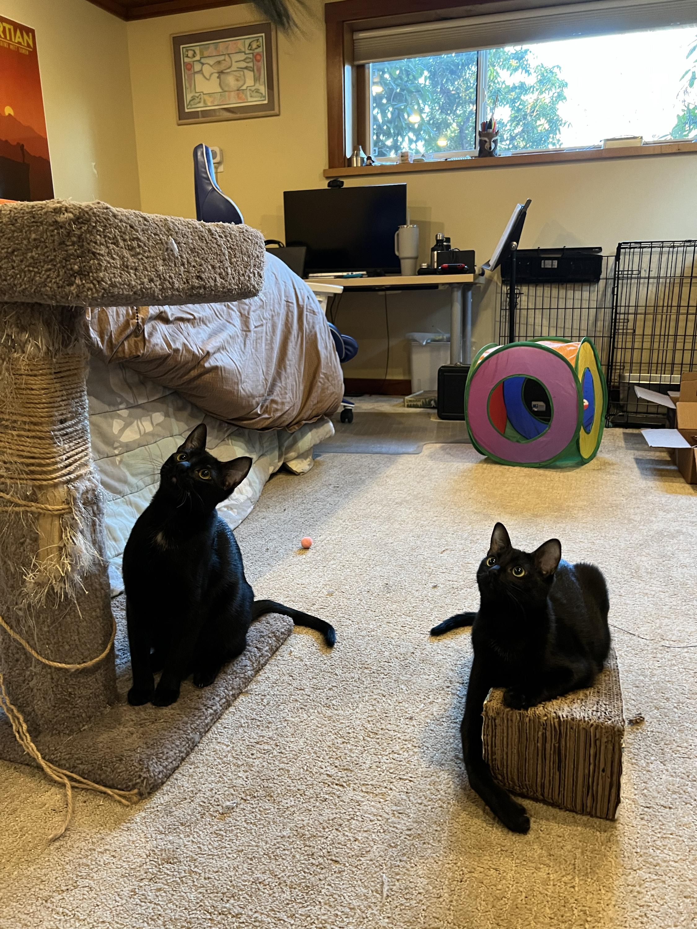 Enlarge Spooky and Lazy, an adopted Domestic Short Hair in Seattle, WA image 6/6