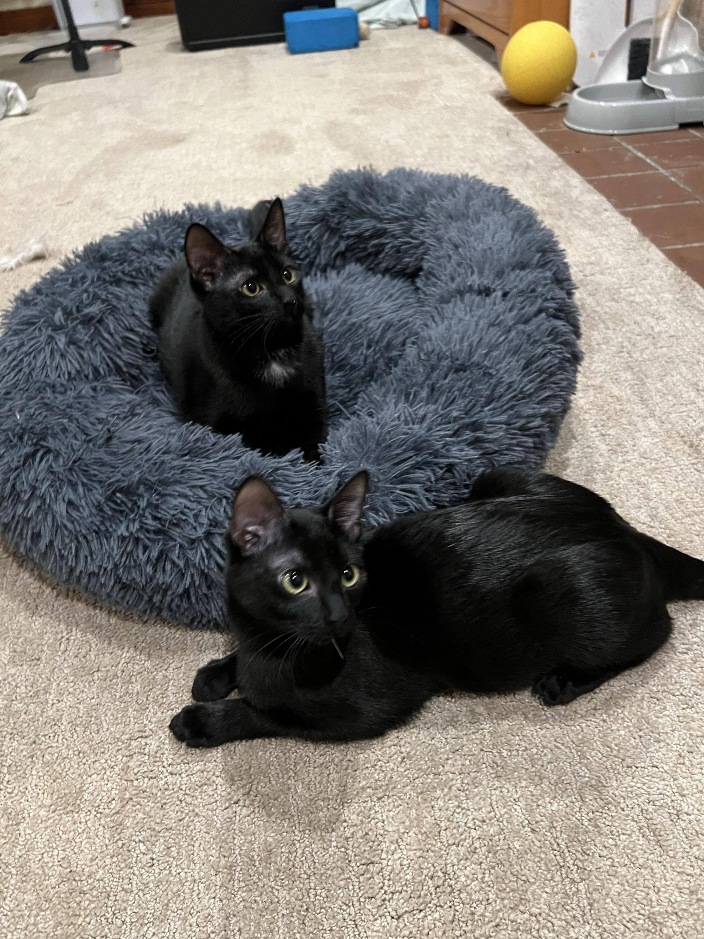 Enlarge Spooky and Lazy, an adopted Domestic Short Hair in Seattle, WA image 1/6