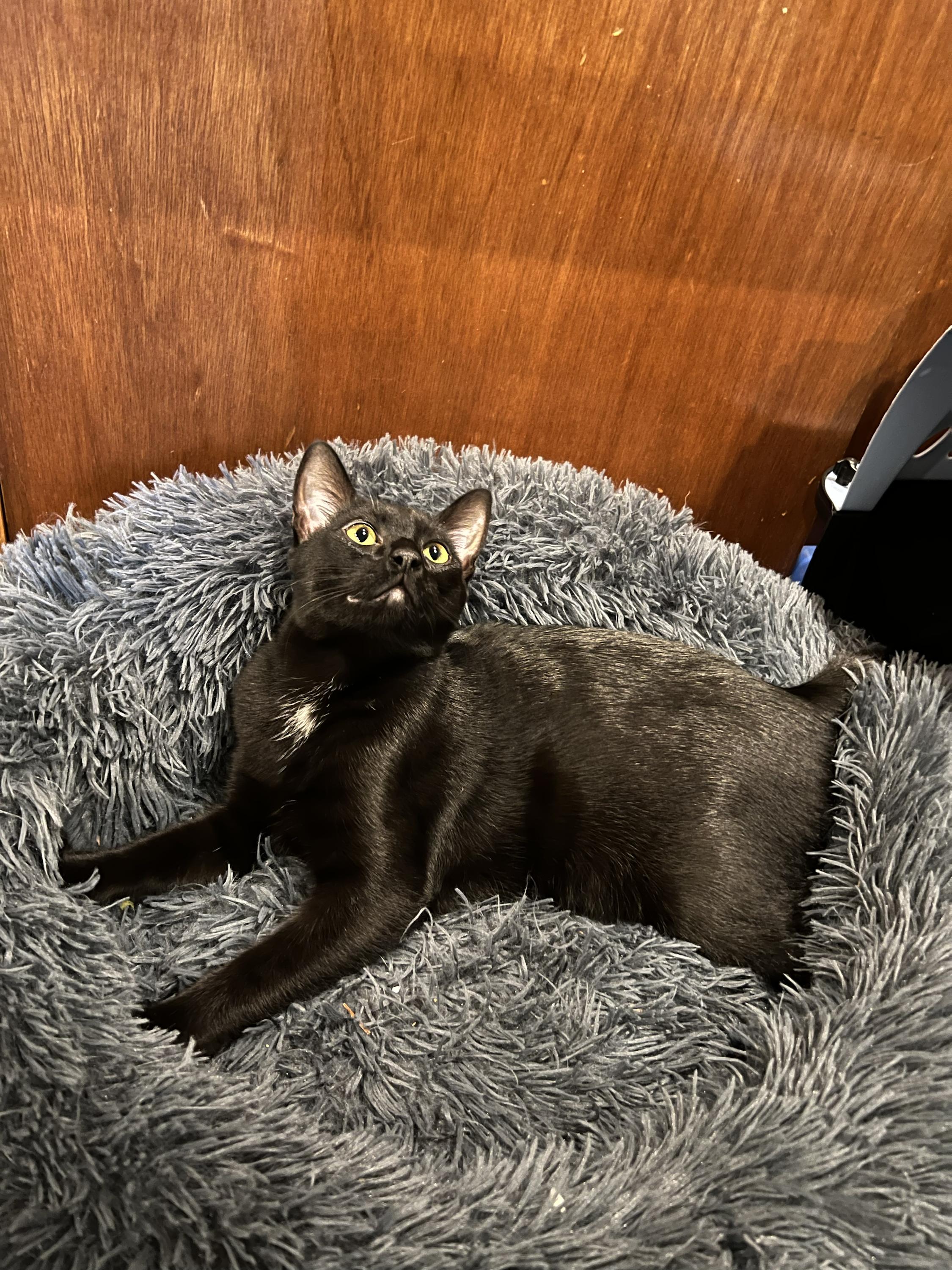 Enlarge Spooky and Lazy, an adopted Domestic Short Hair in Seattle, WA image 4/6