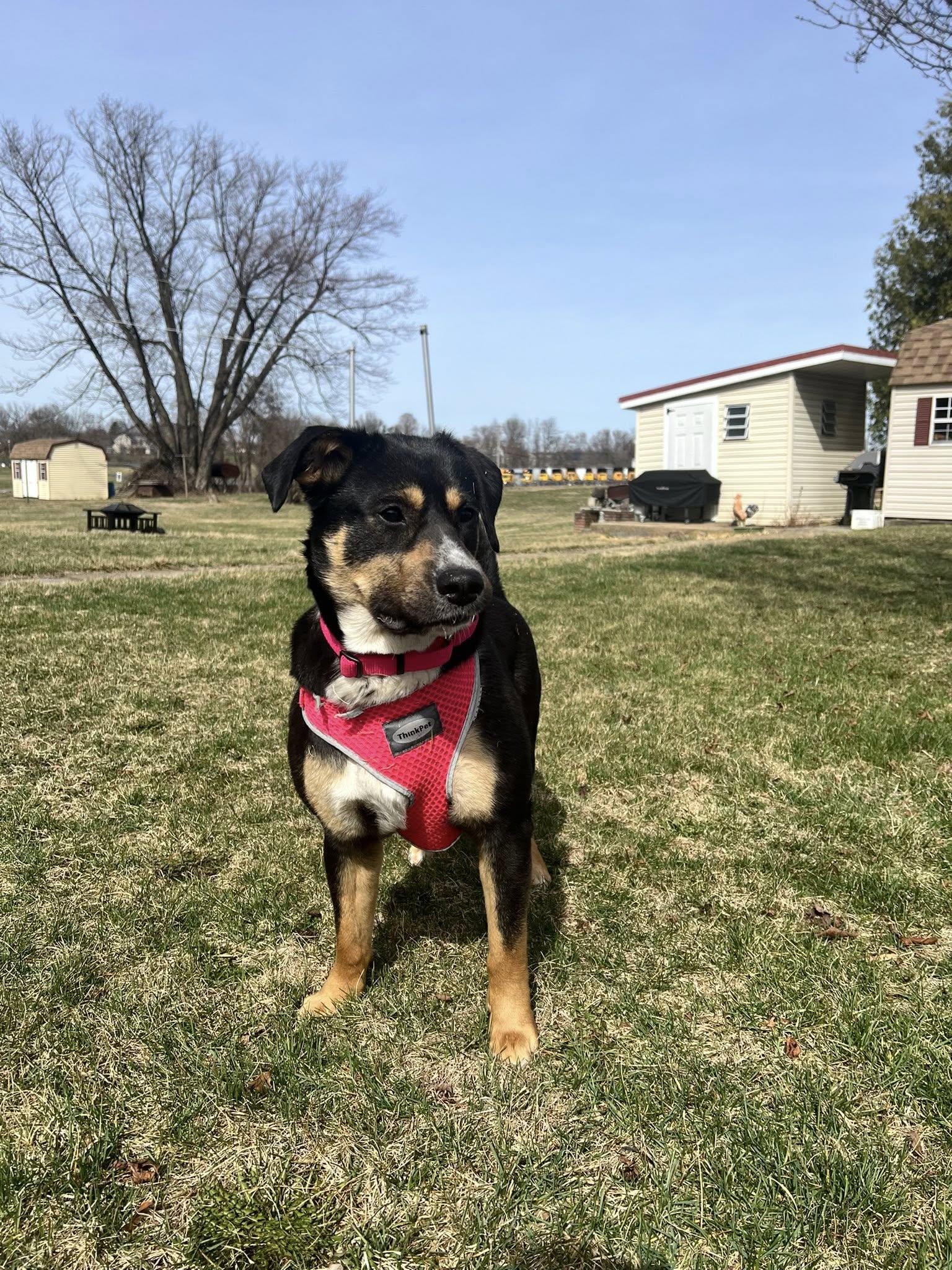 Iris, Adoptable, Young Female Mixed Breed.