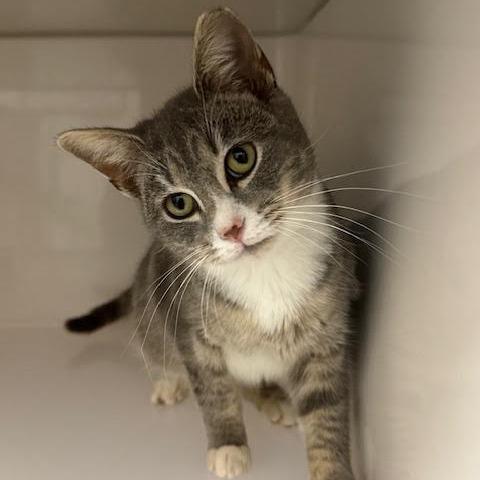 Russel, Adoptable, Young Male Domestic Short Hair.