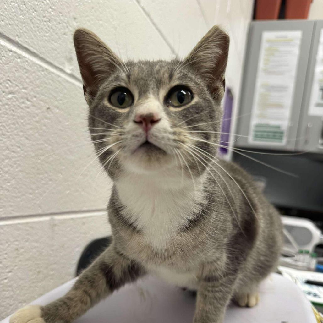 Russel, a Adoptable Domestic Short Hair in Rocky Mount, VA image 2/5