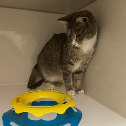 Russel, a Adoptable Domestic Short Hair in Rocky Mount, VA image 4/5