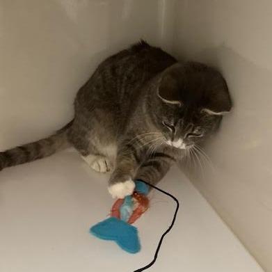 Russel, a Adoptable Domestic Short Hair in Rocky Mount, VA image 5/5