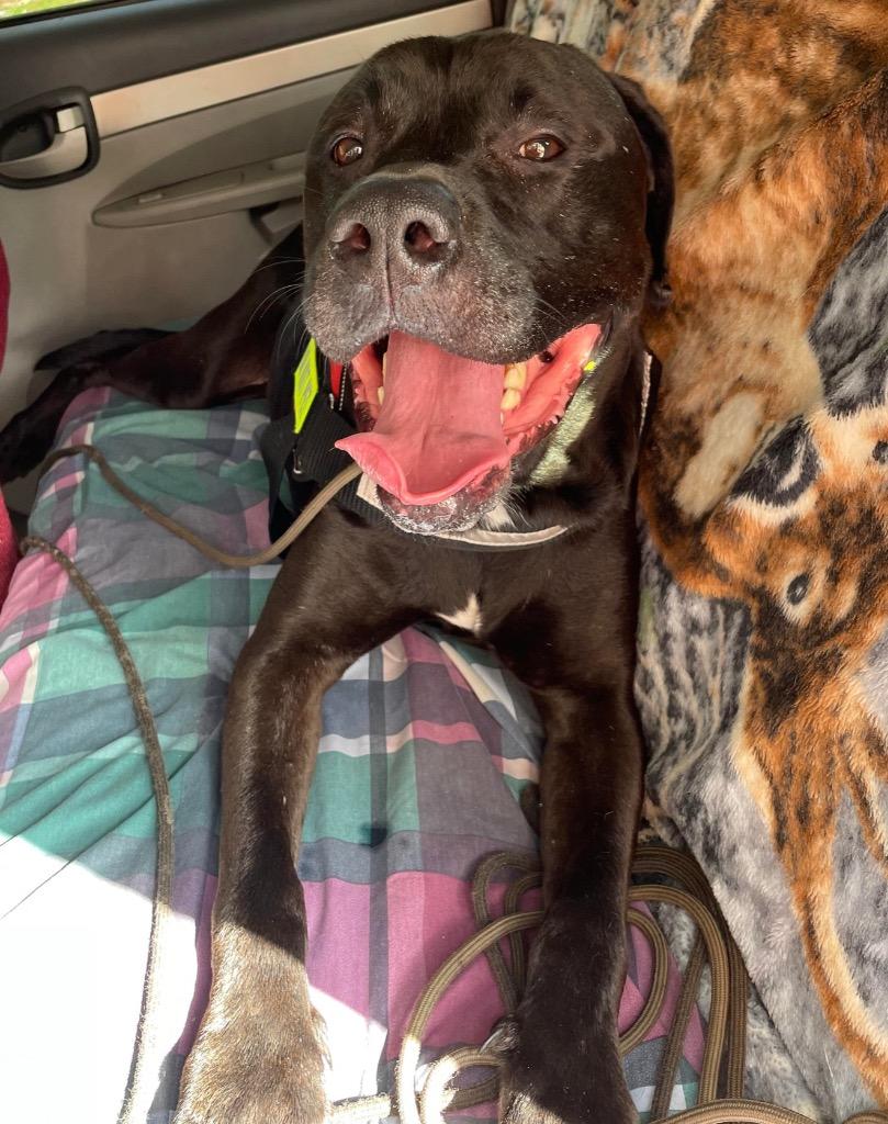 Howie, Adoptable, Adult Male Mastiff & Mixed Breed.